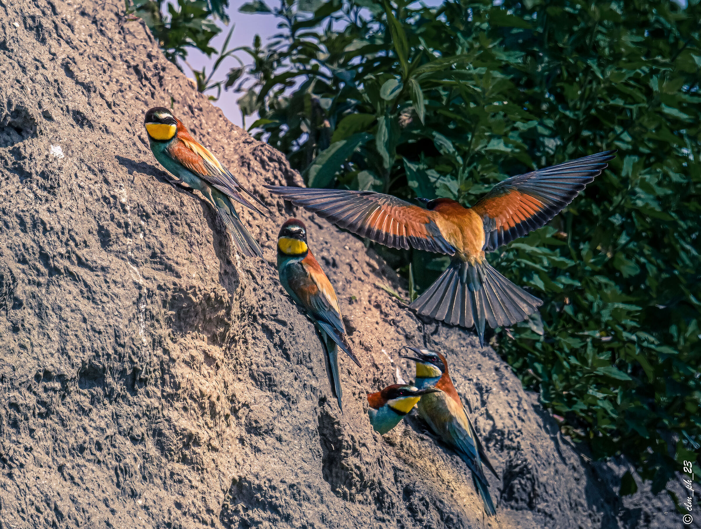 Faule (cn) Gruccioni.  Bee-eaters pairings