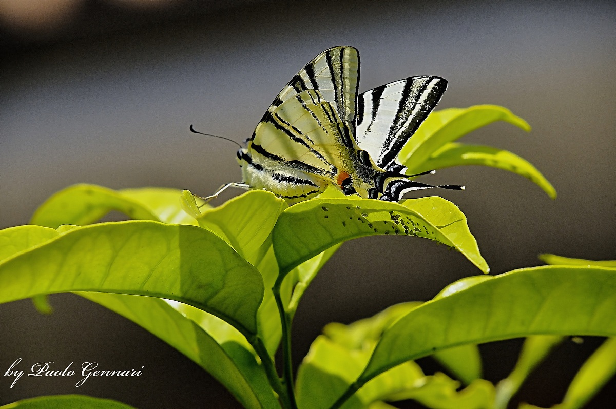 Scarce Swallowtail