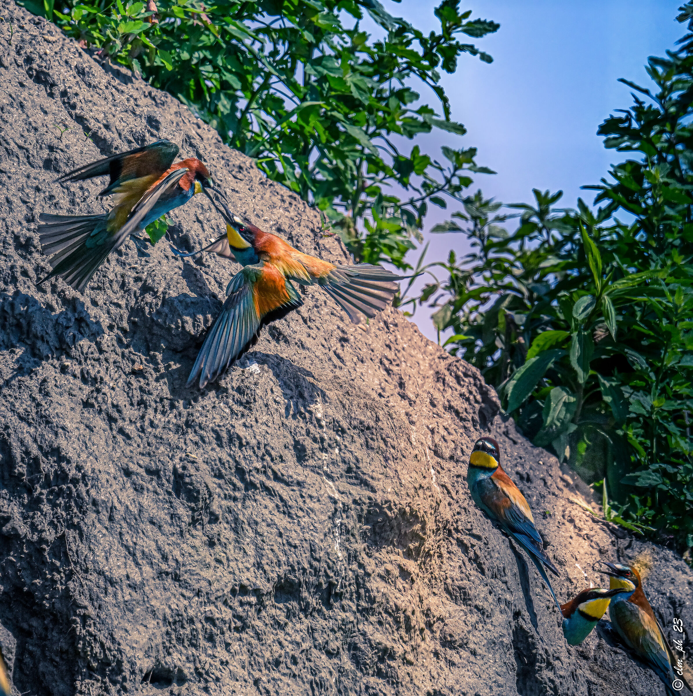 classrooms (cn) Gruccioni.  Bee-eaters pairings