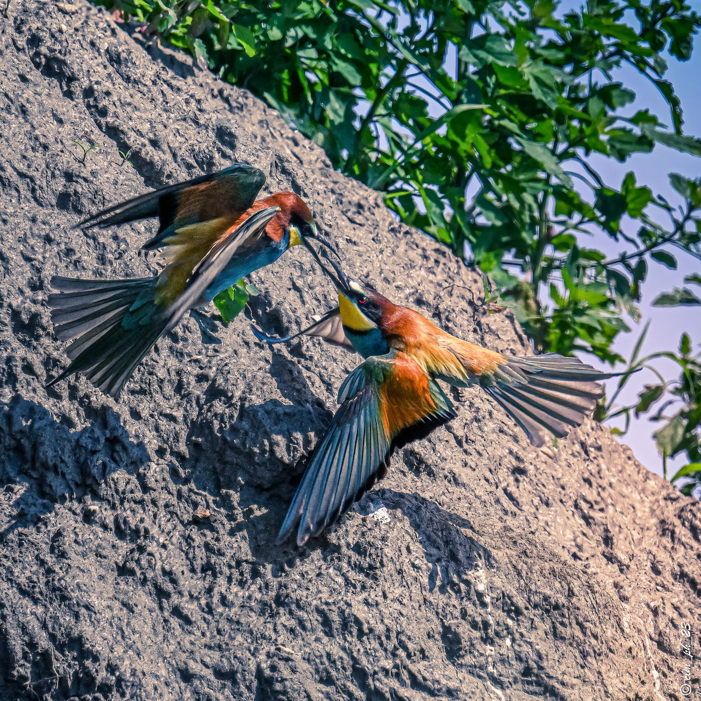classrooms (cn) Gruccioni.  Bee-eaters pairings