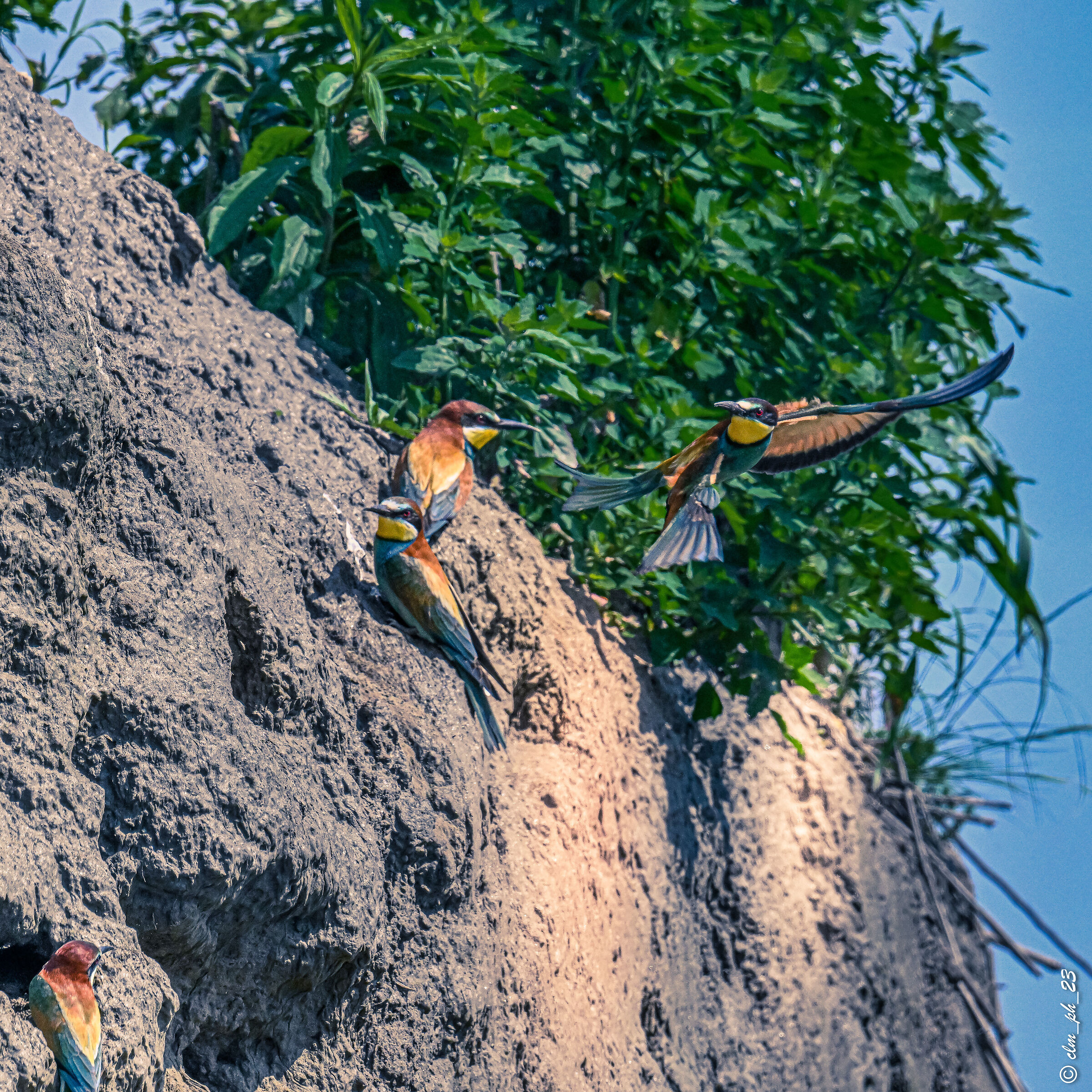 classrooms (cn) Gruccioni.  Bee-eaters pairings