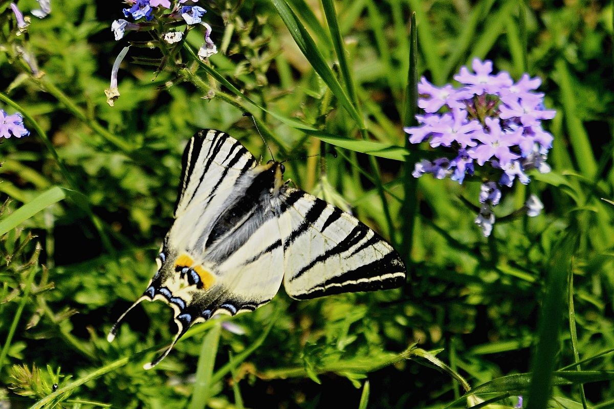 Scarce Swallowtail