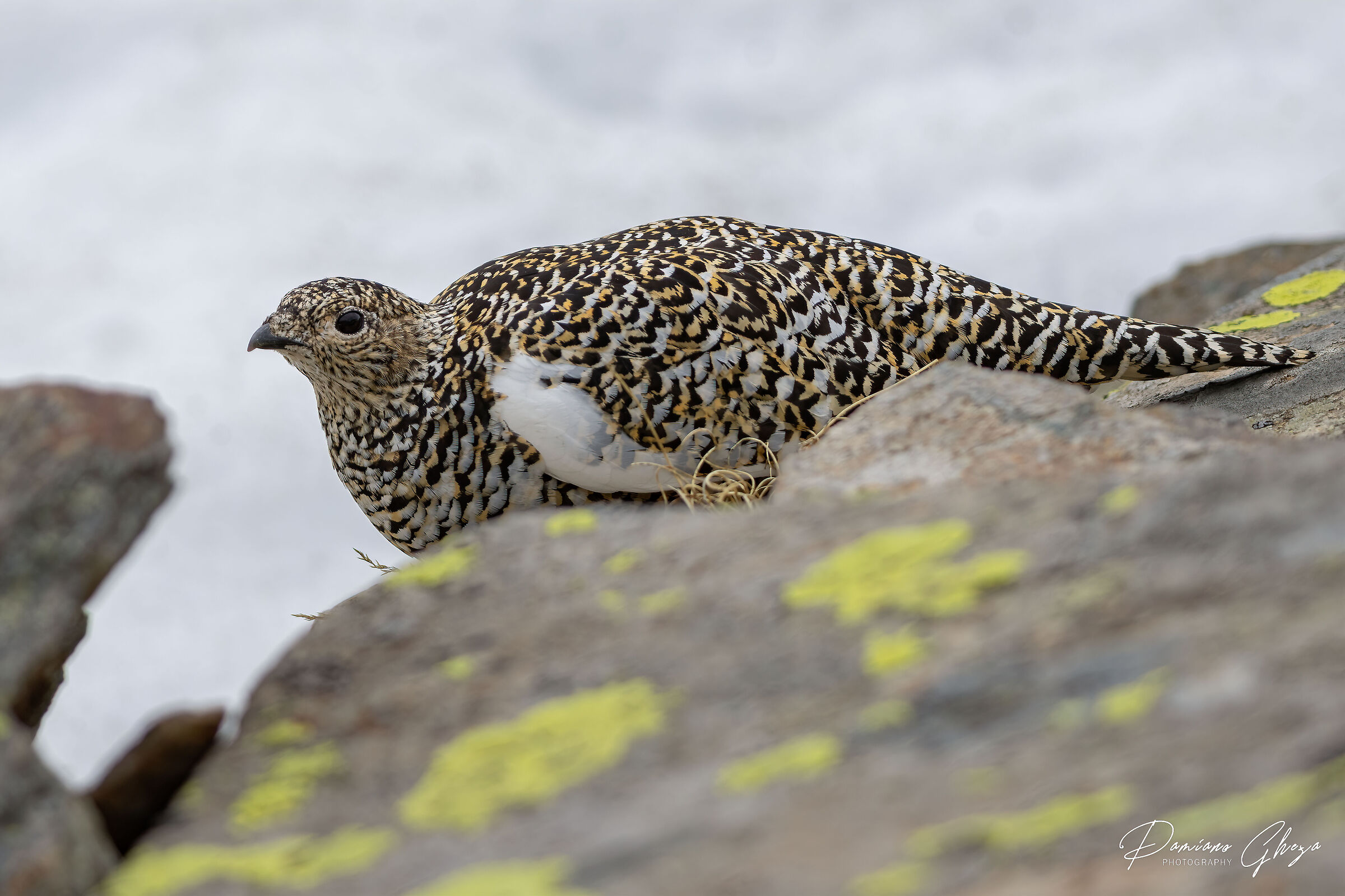Ptarmigan's (F)
