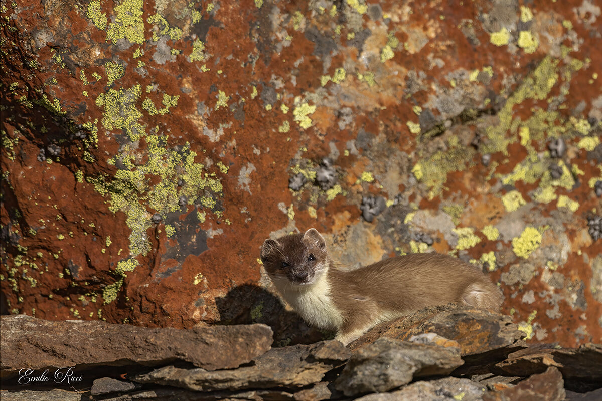 Ermine