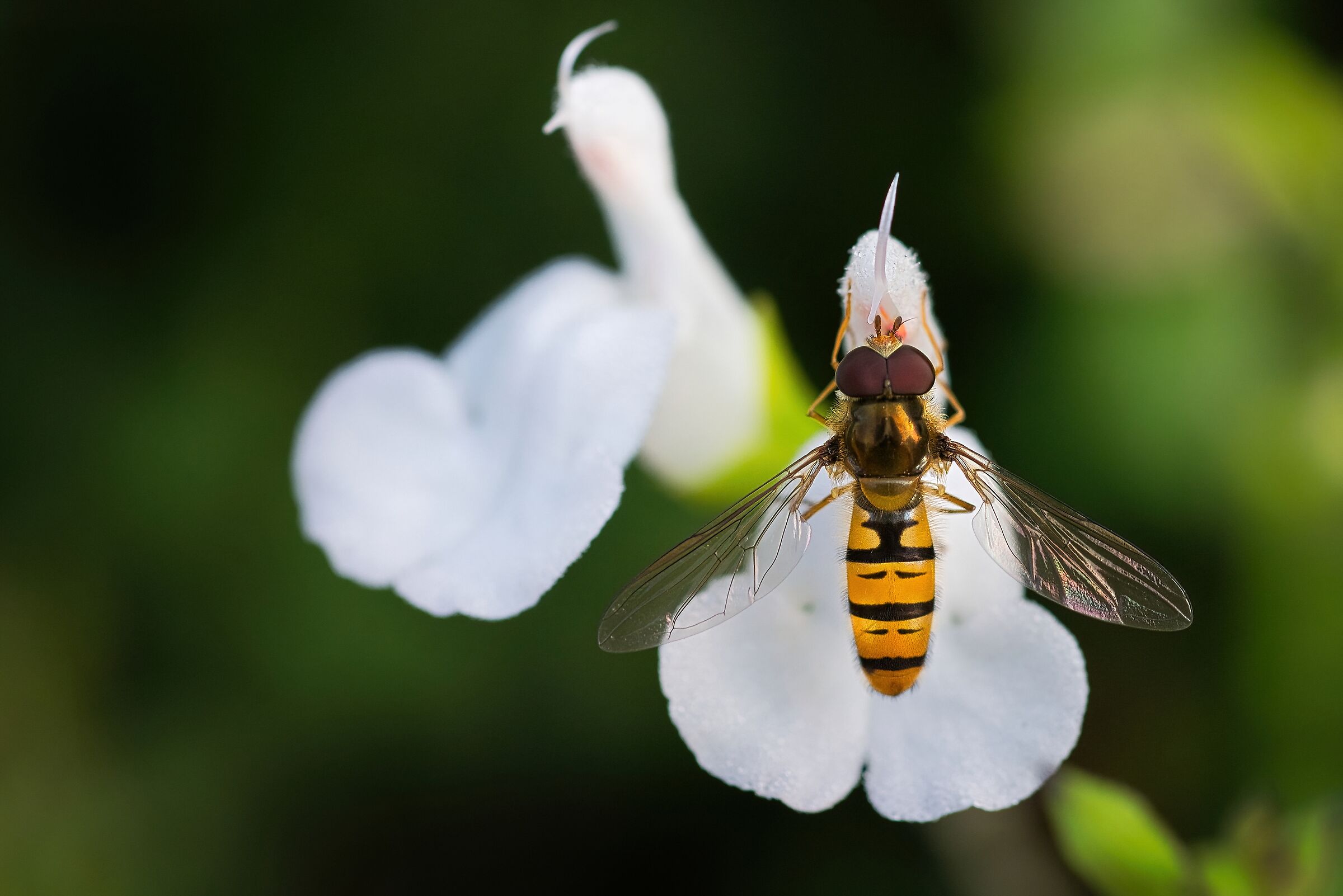 Hover fly