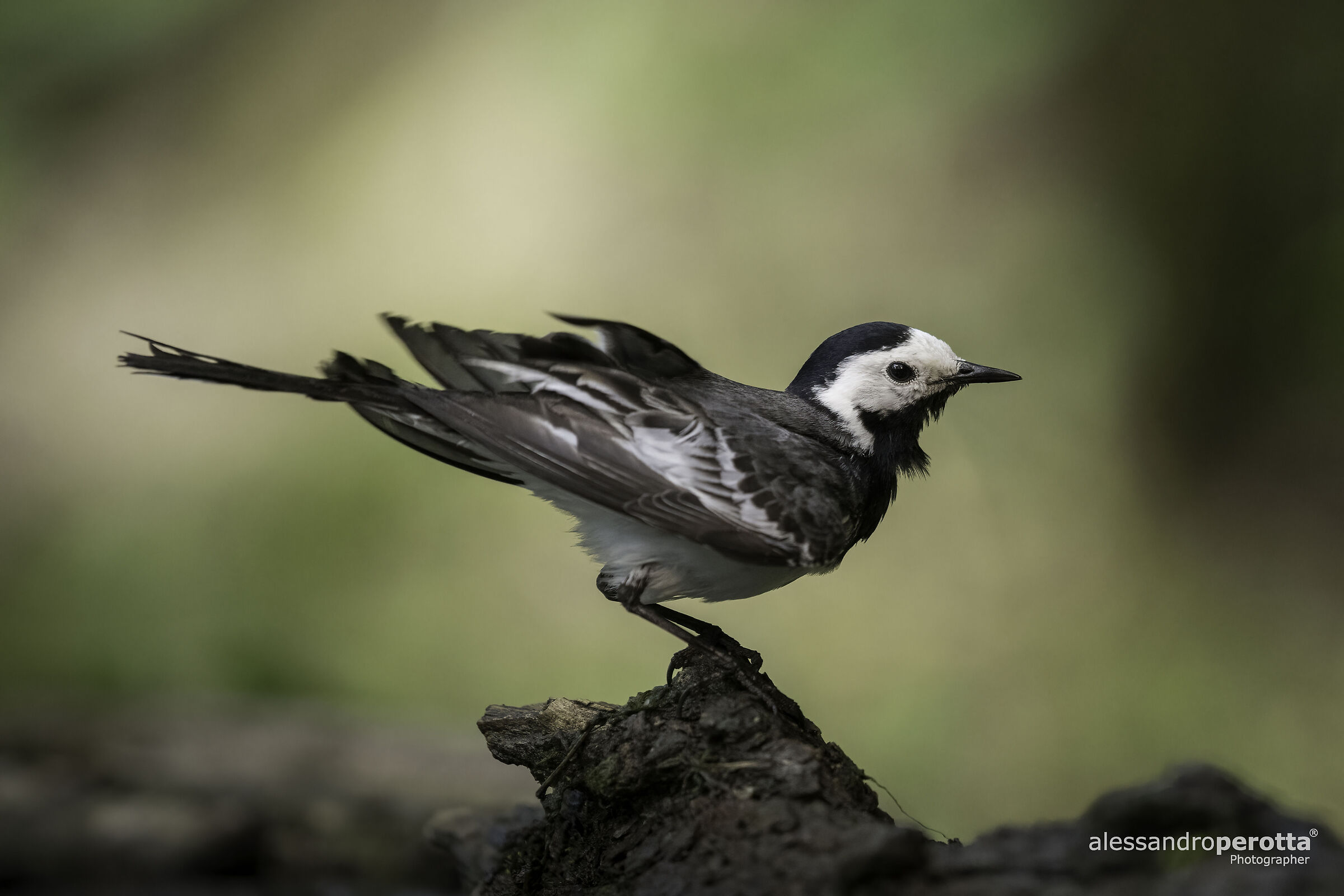 Motacilla alba