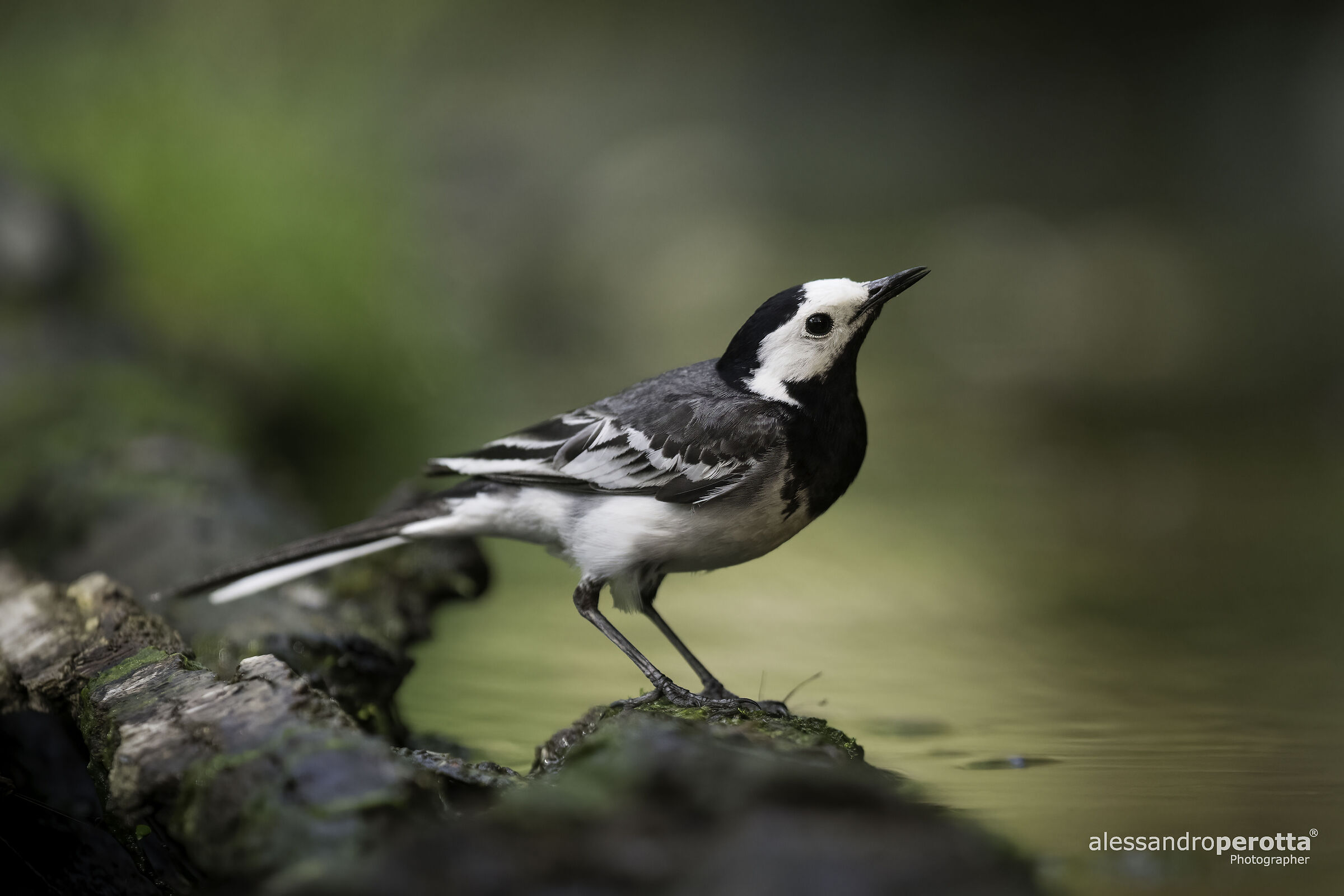 Motacilla alba