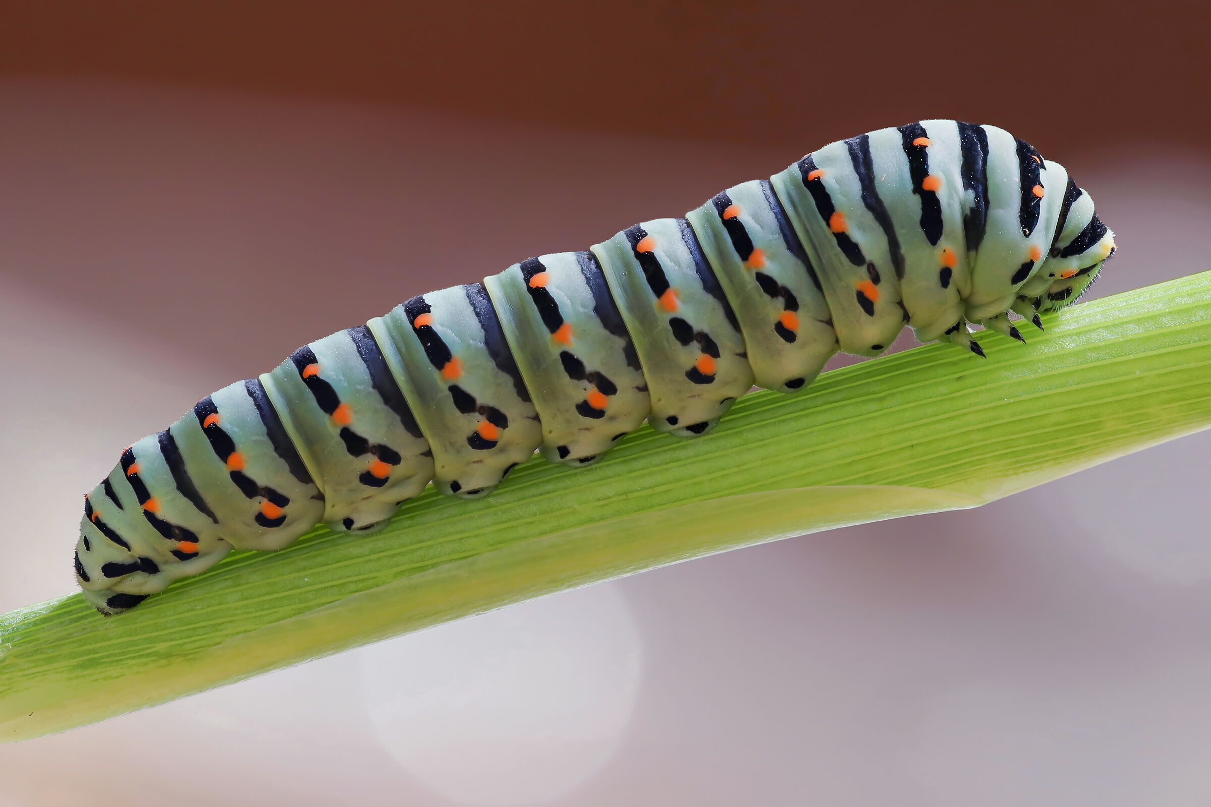 Caterpillar near the end of the world