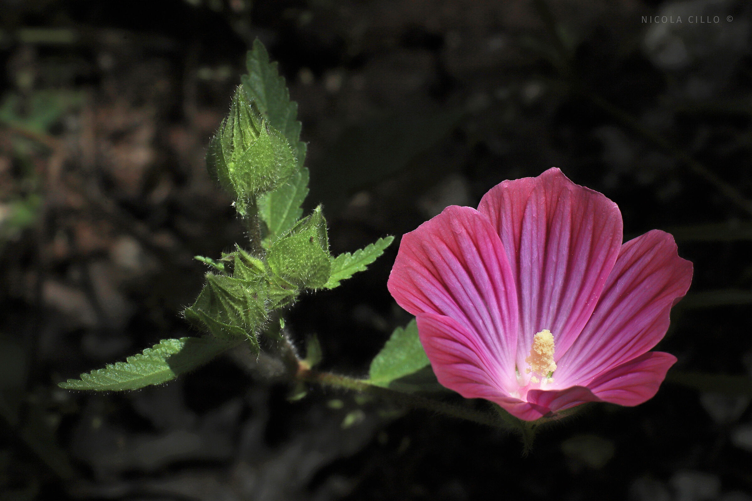 malope malacoides