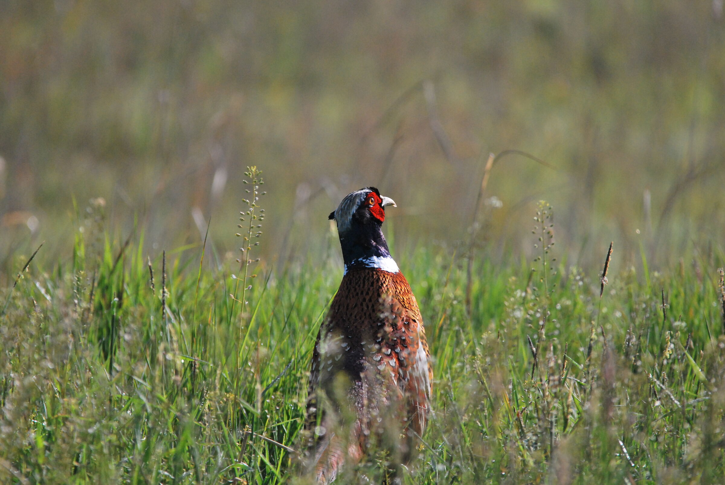pheasant