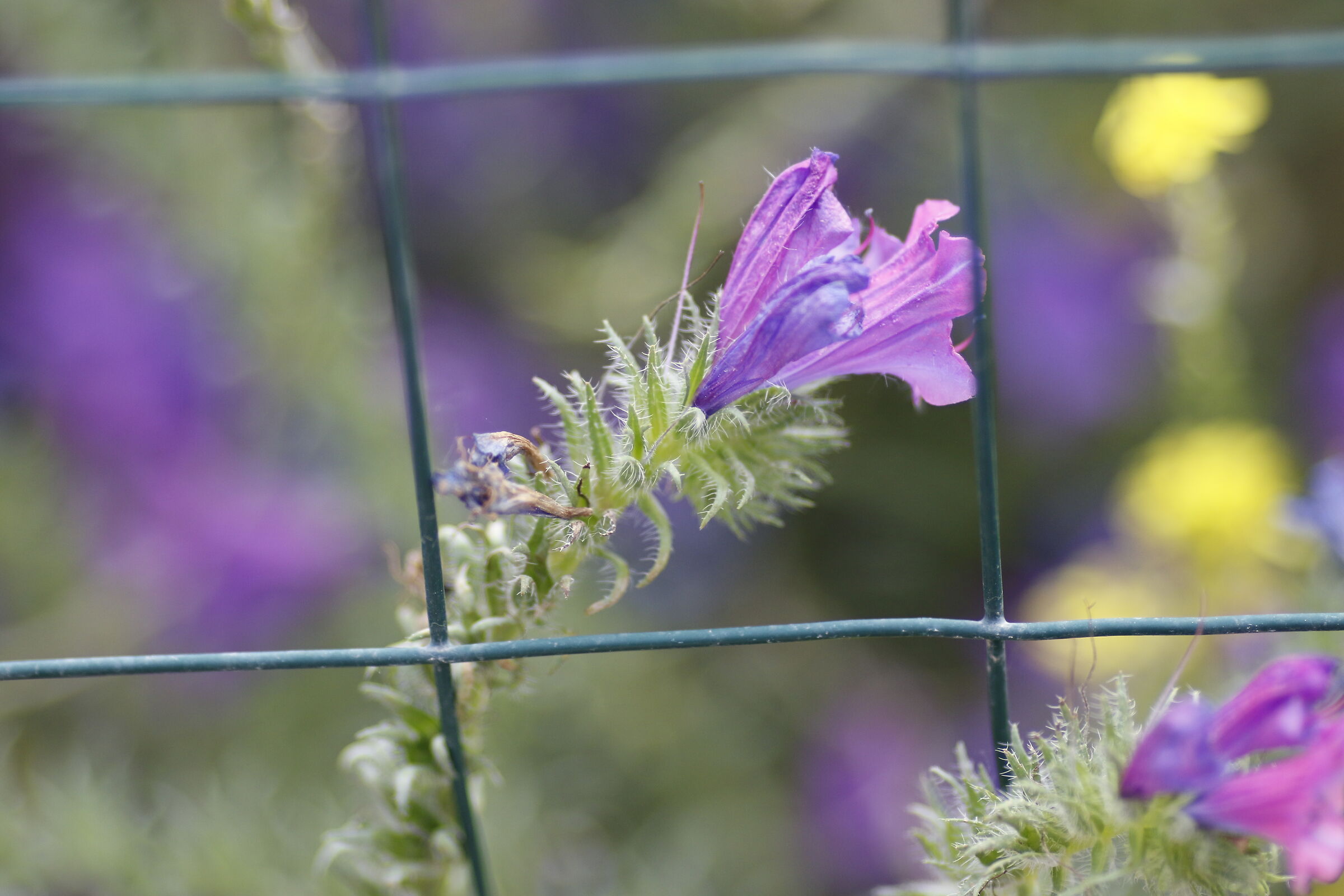 @ F. 2, " Crop 216 ", Canon 135 F. 2 L Usm, 7 D II
