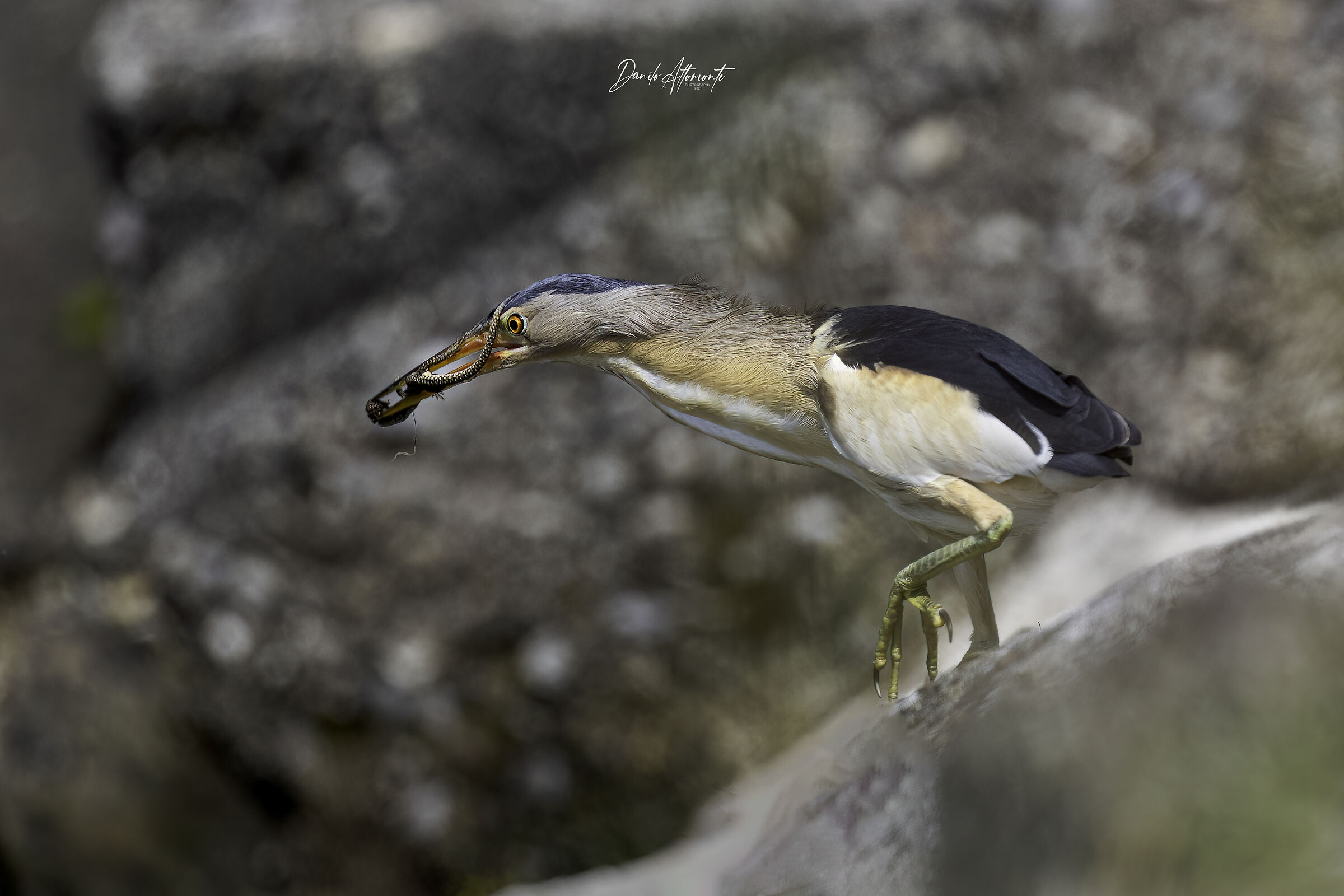Tarabusino con preda