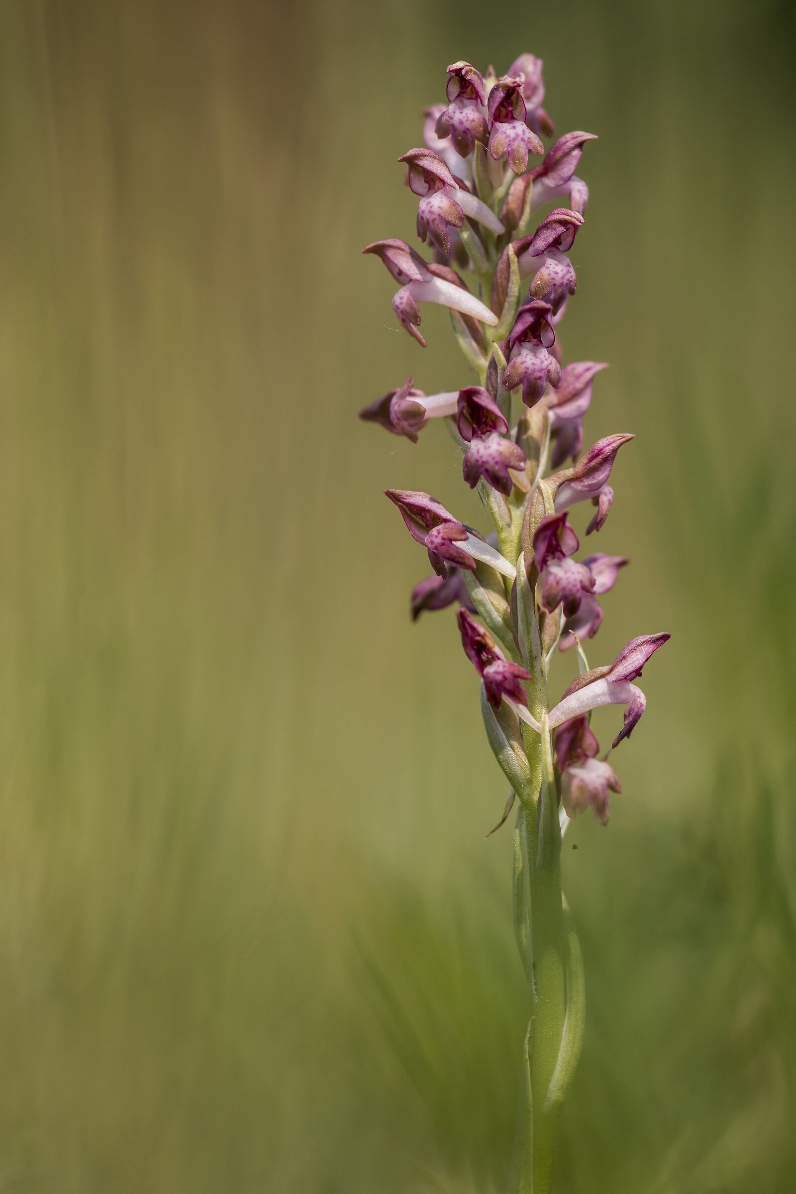 Anacamptis Coriophora