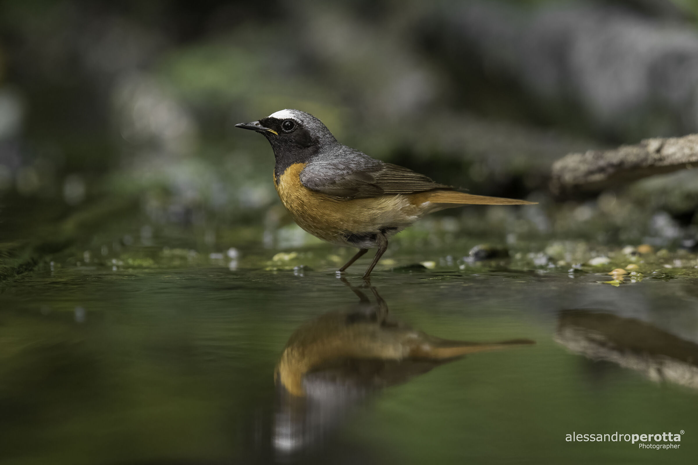 Phoenicurus phoenicurus