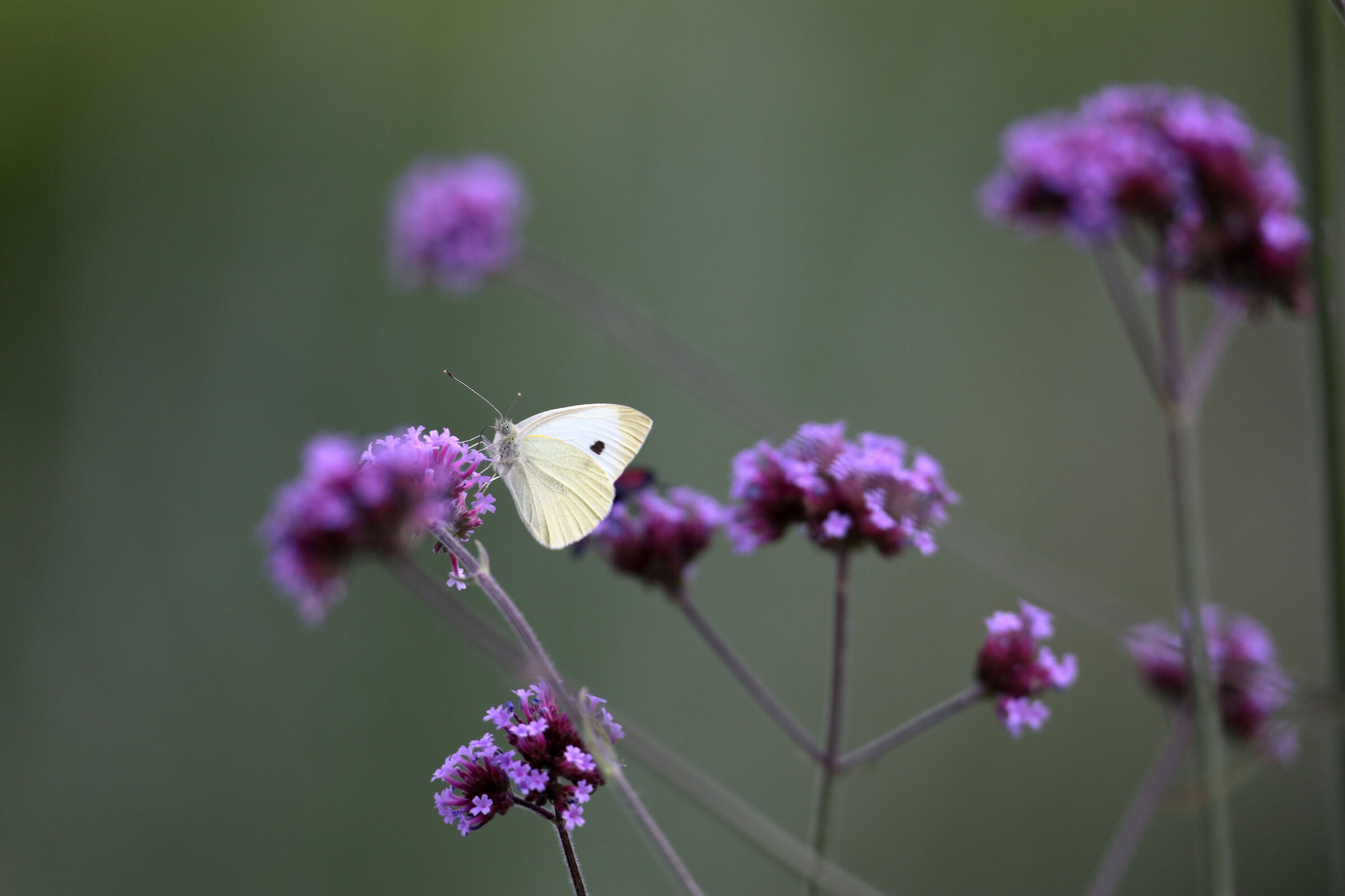 Cavolaia in giardino