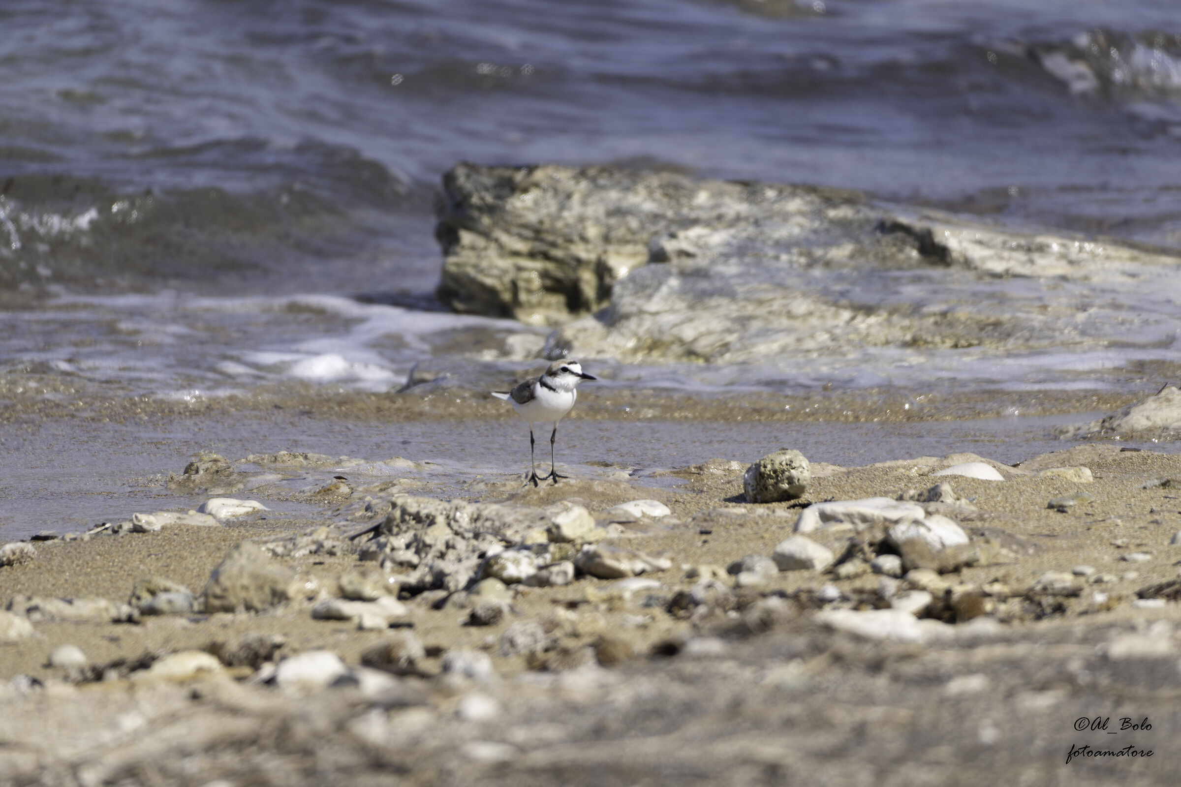 Il fratino (Charadrius alexandrinus)