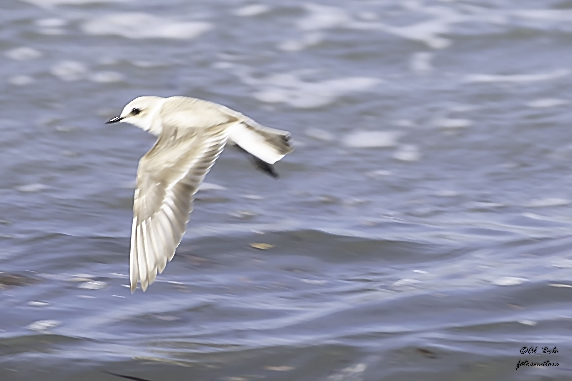 Il fratino (Charadrius alexandrinus)