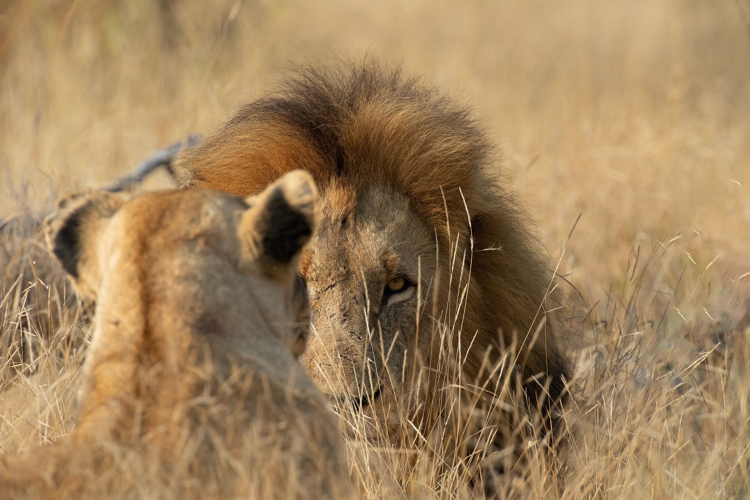 Occhio al dettaglio!