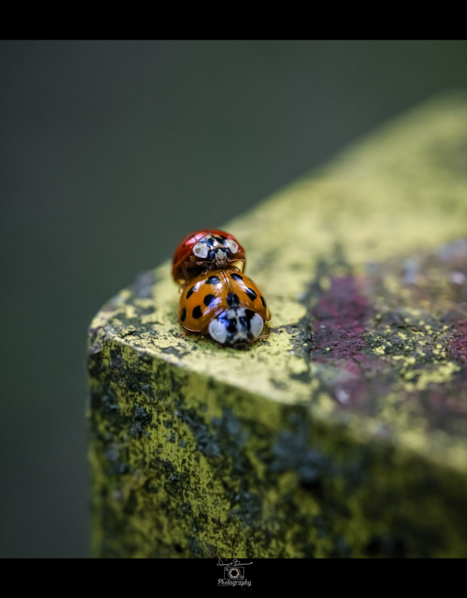 Il magico micromondo