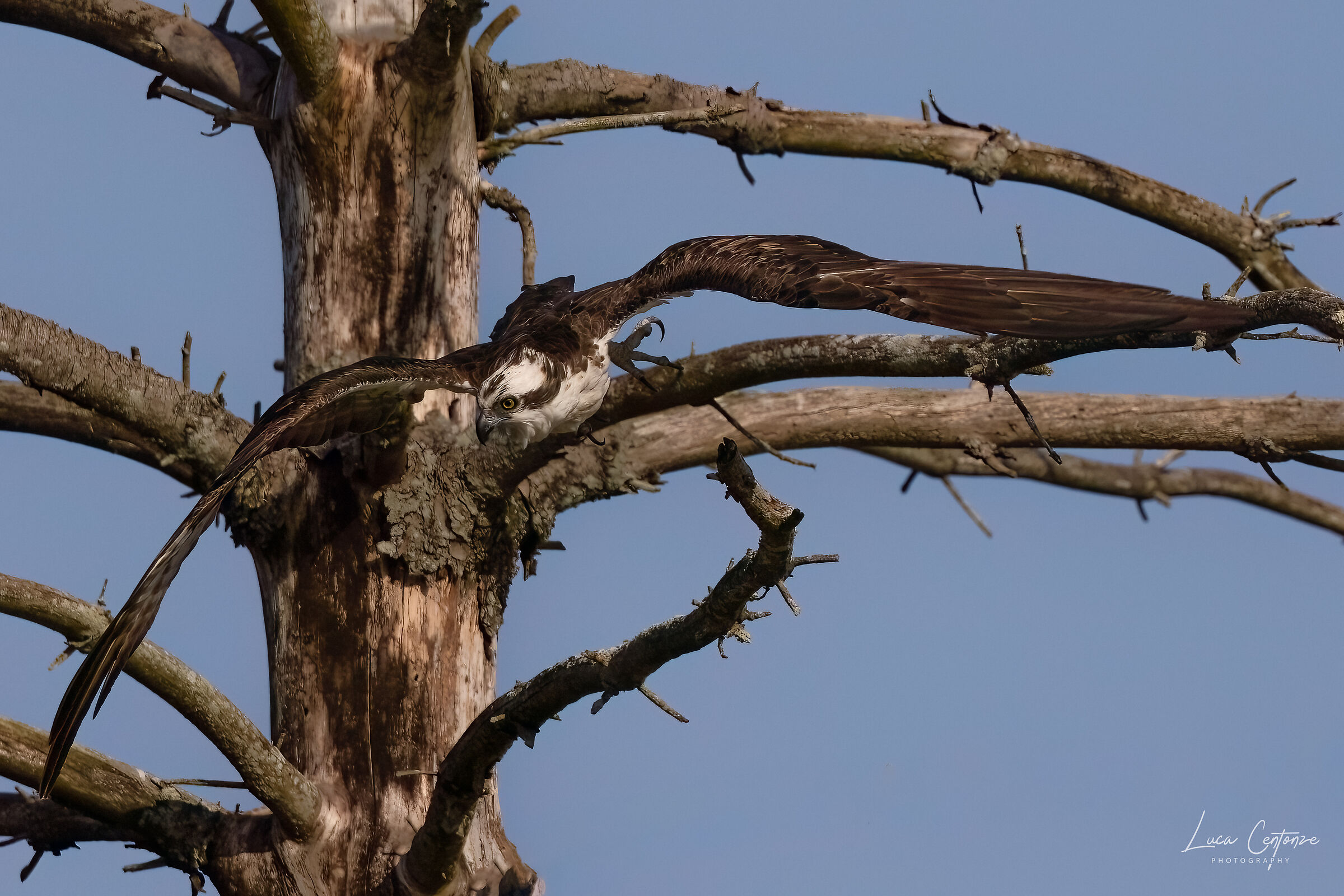Osprey (osprey) Pandion haliaetus