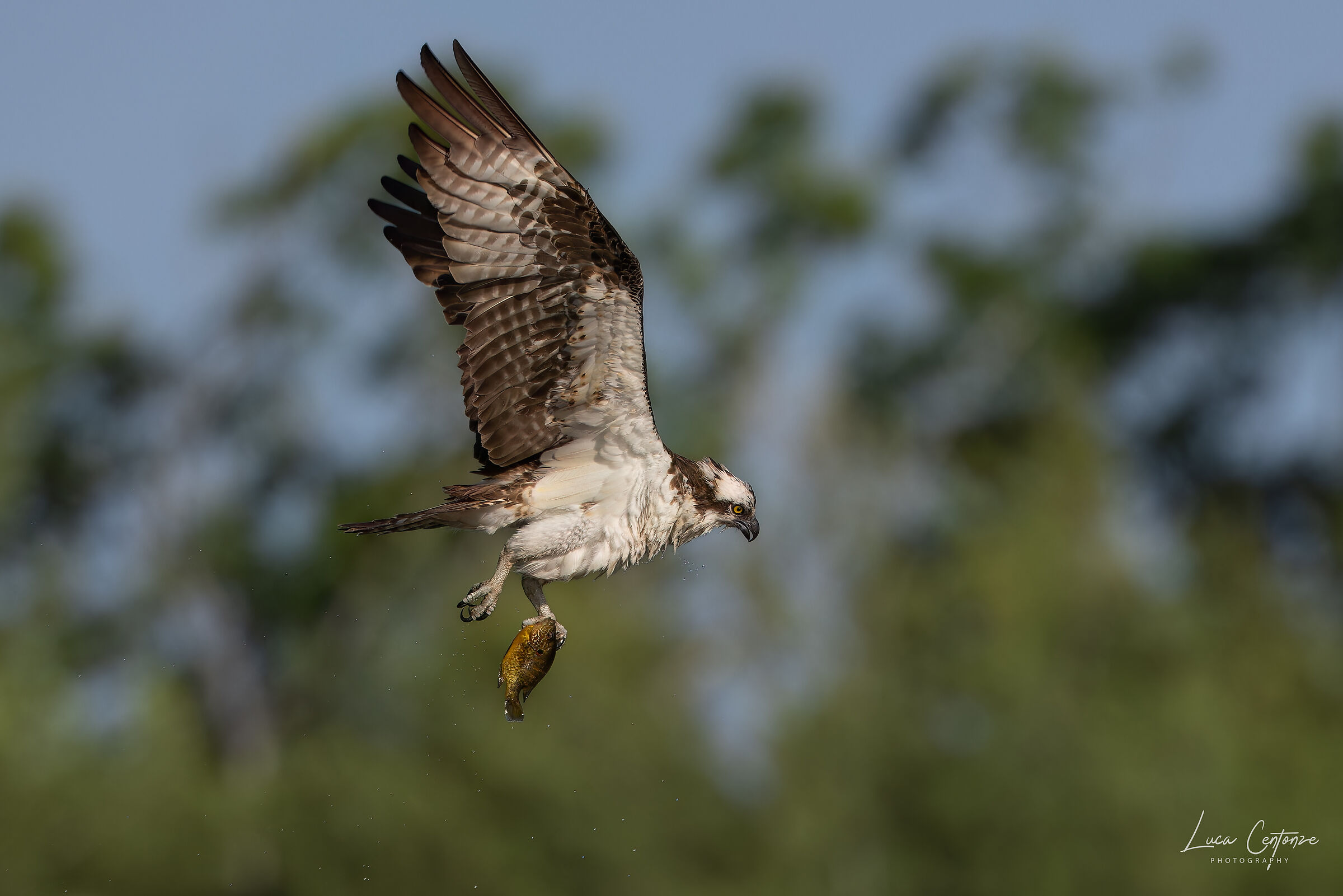 Osprey (osprey) with prey