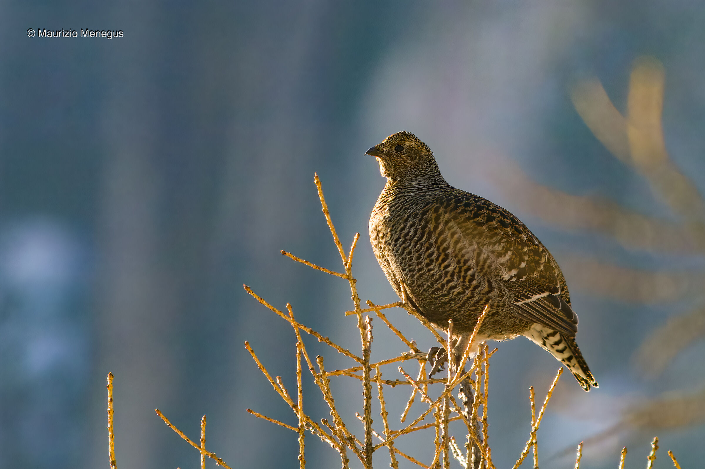 Femmina di gallo forcello