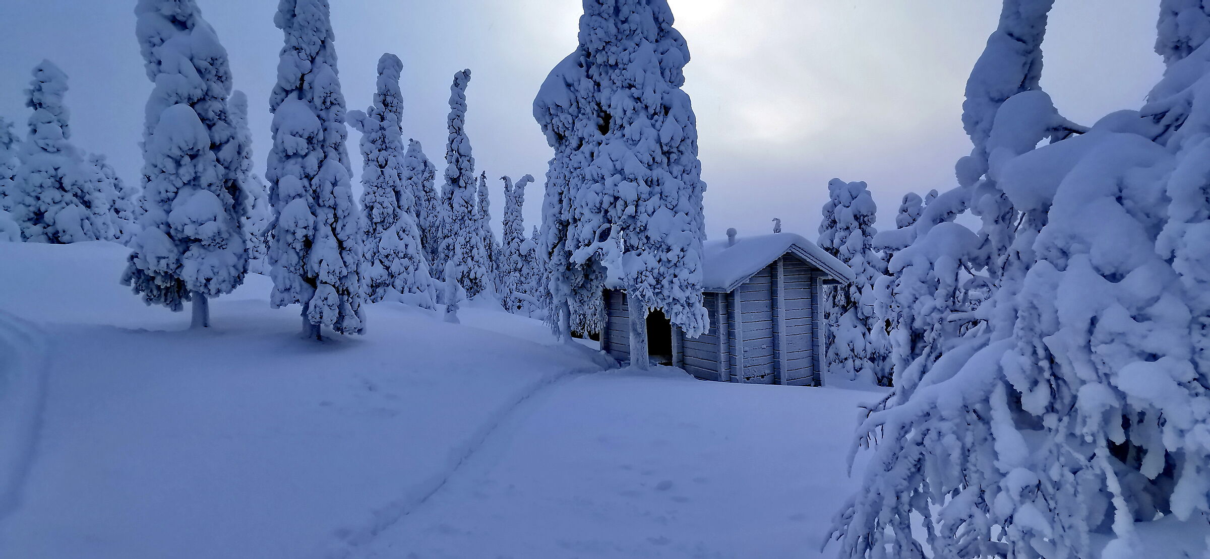 Il nulla foresta lappone