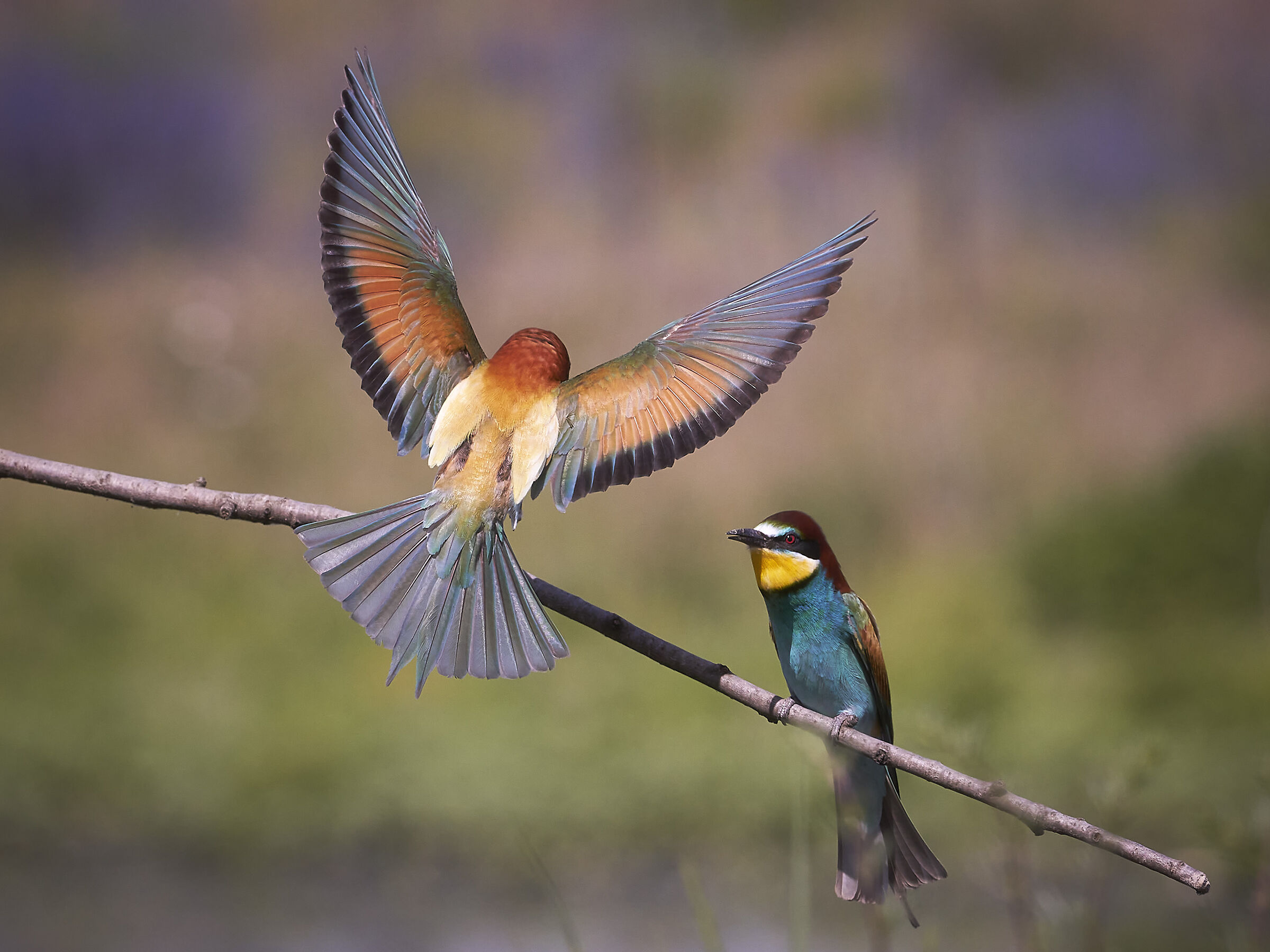 The exhibitionist