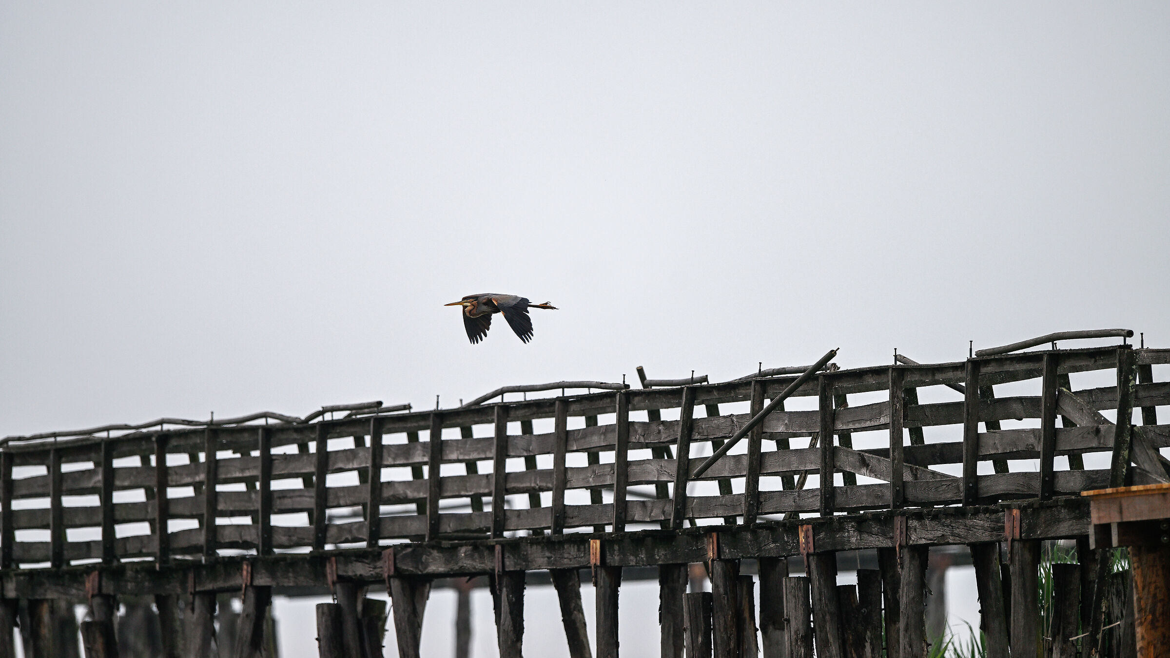 Volo radente del rosso ...