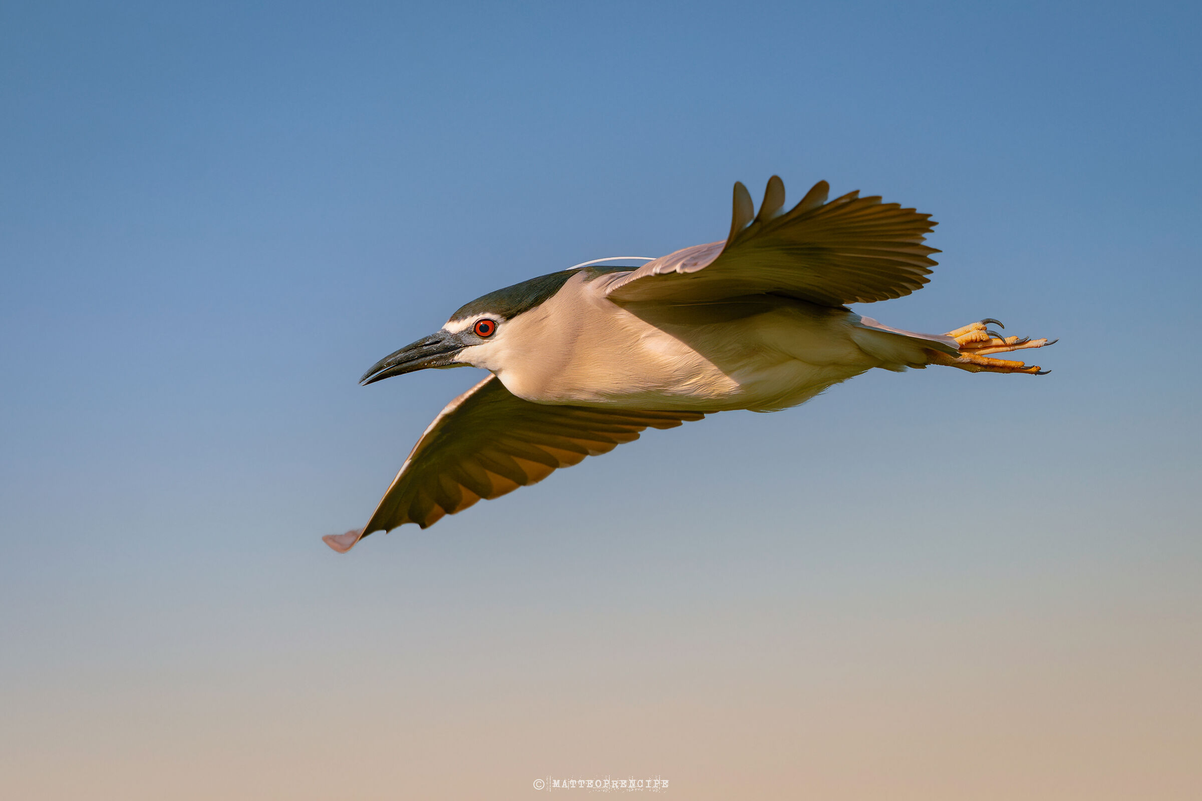 Nighthood in flight