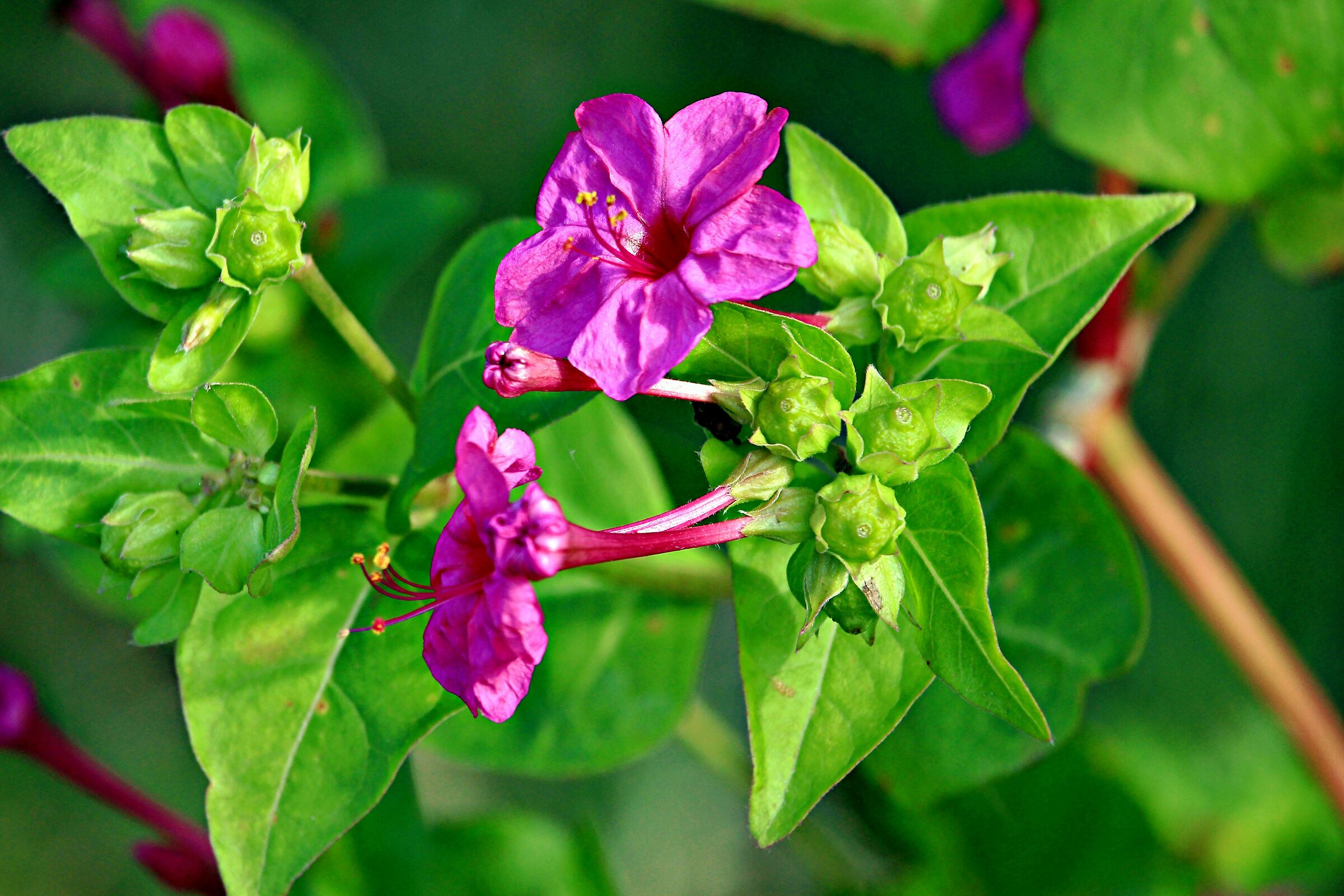 Campanule