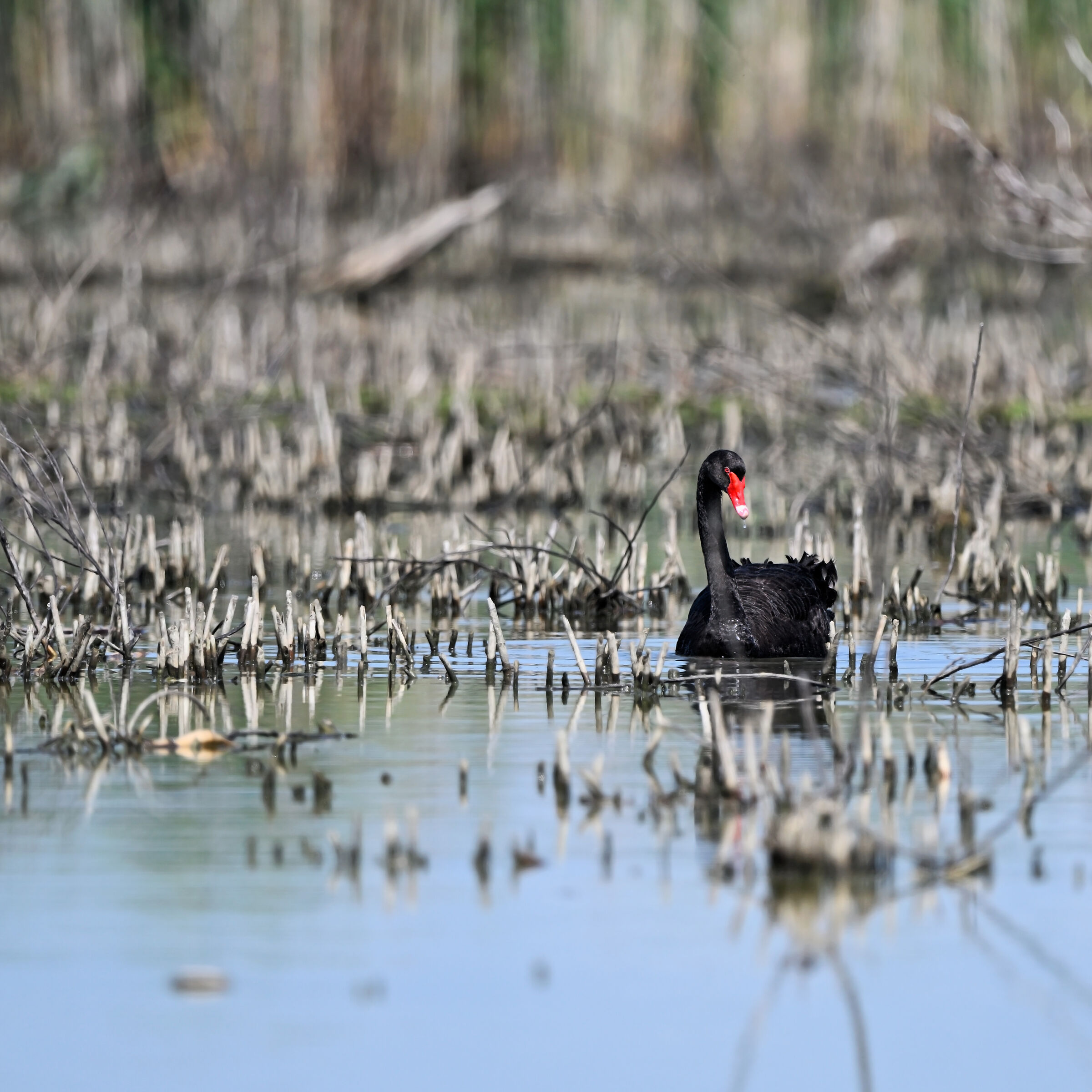 Cigno nero del Trasimeno