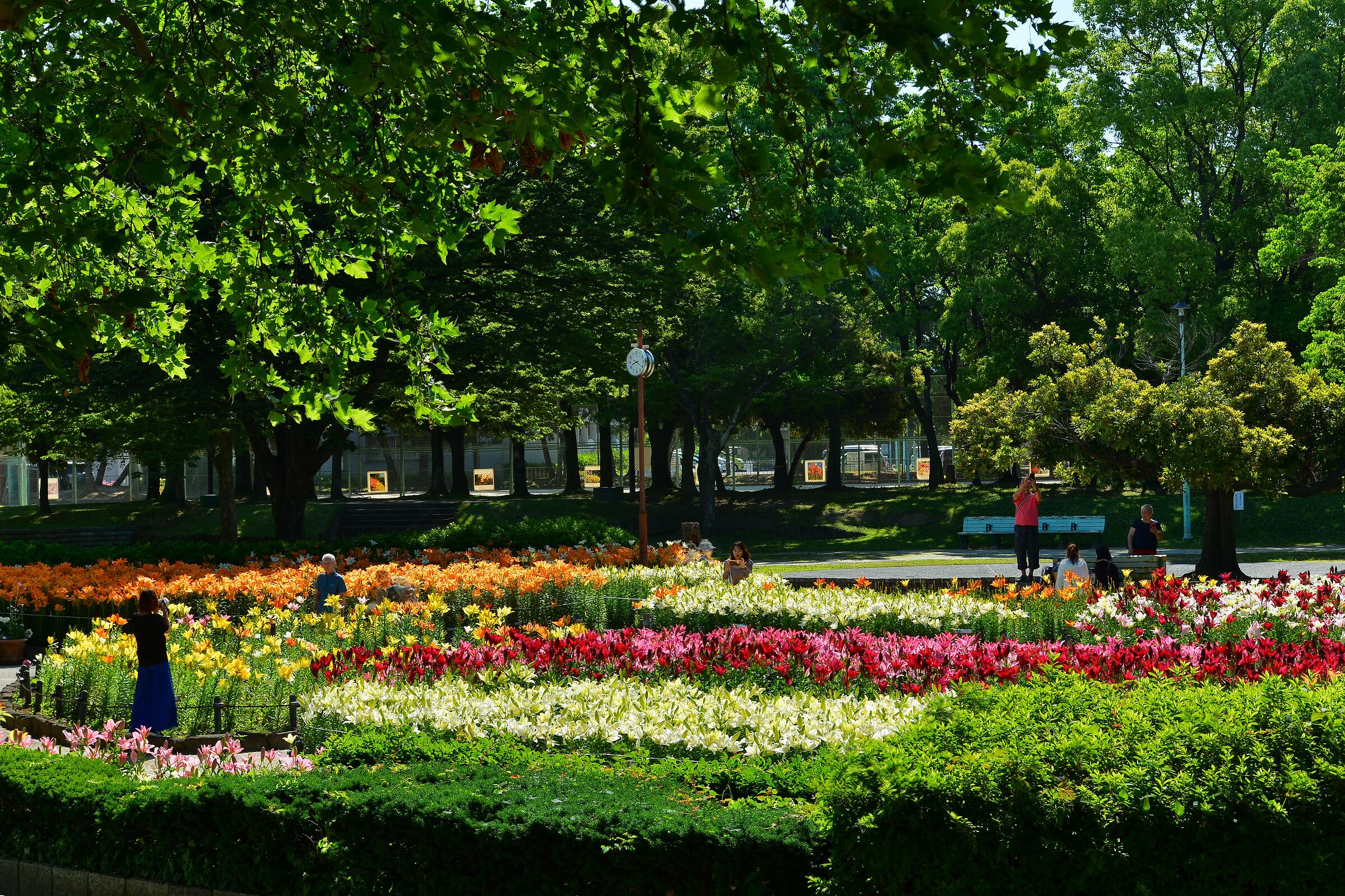park of june