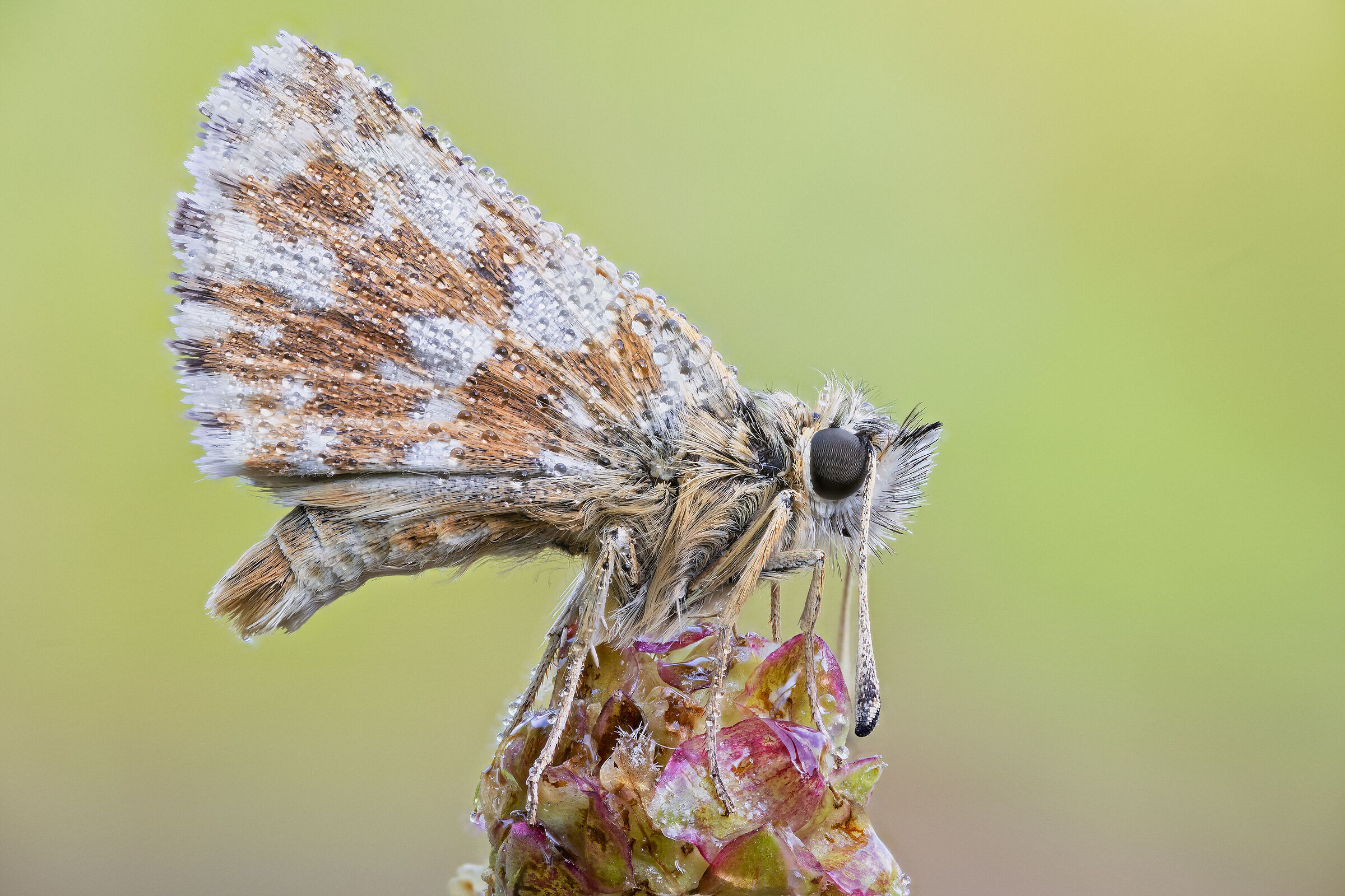 Hesperidae
