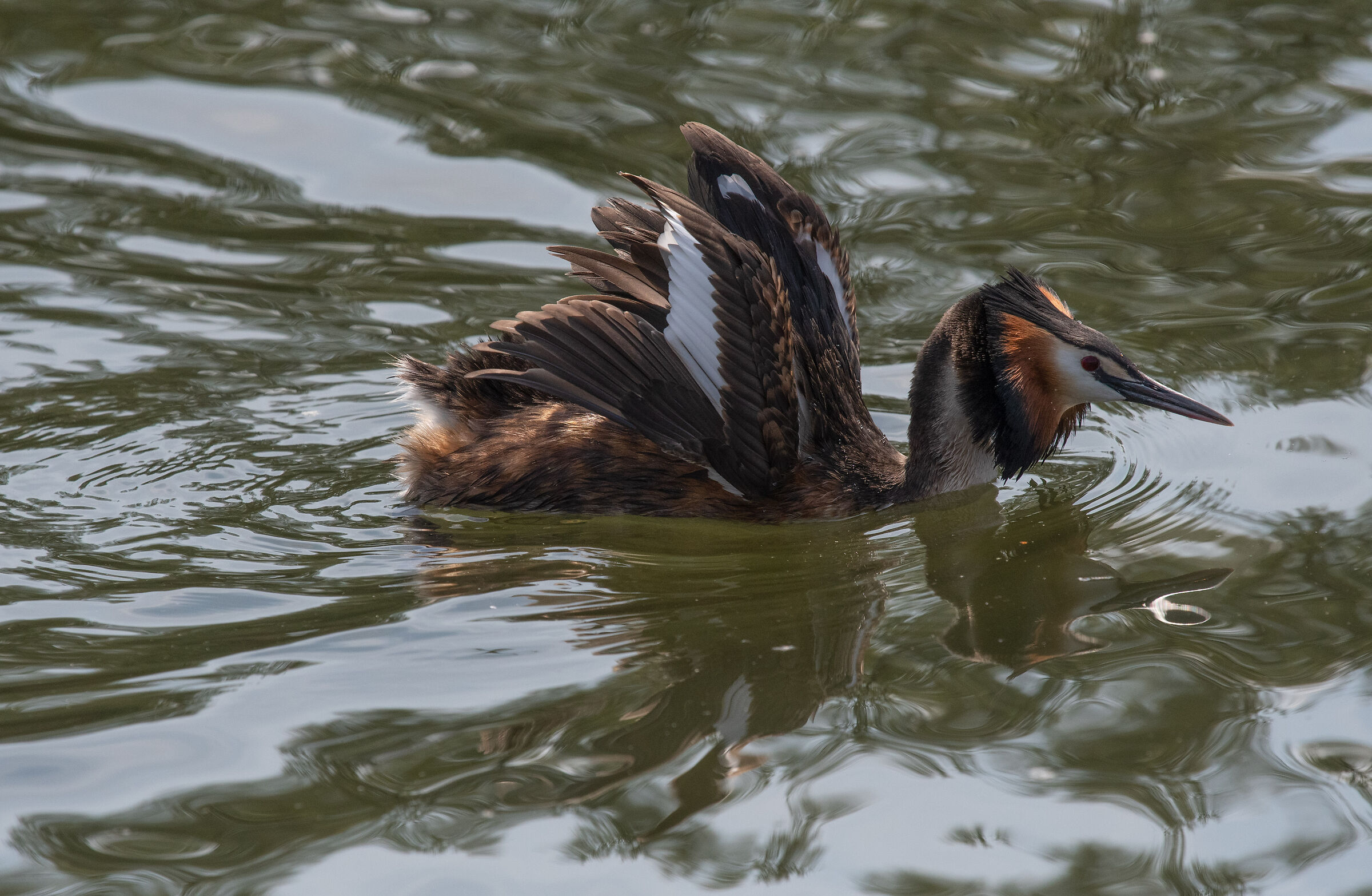 great crested grebe