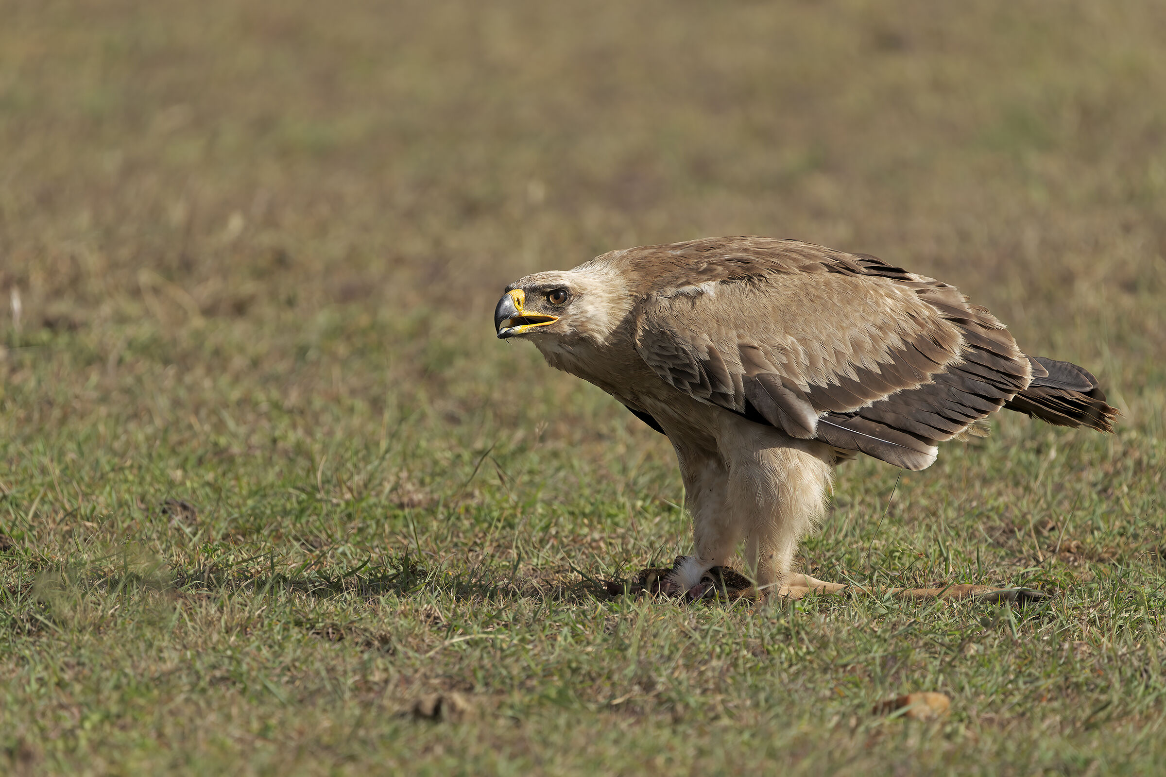 Tawny Eagle
