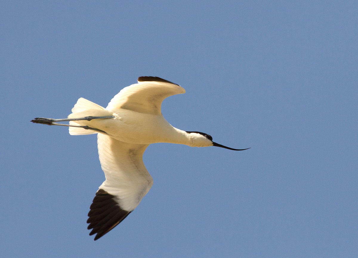 Avocet