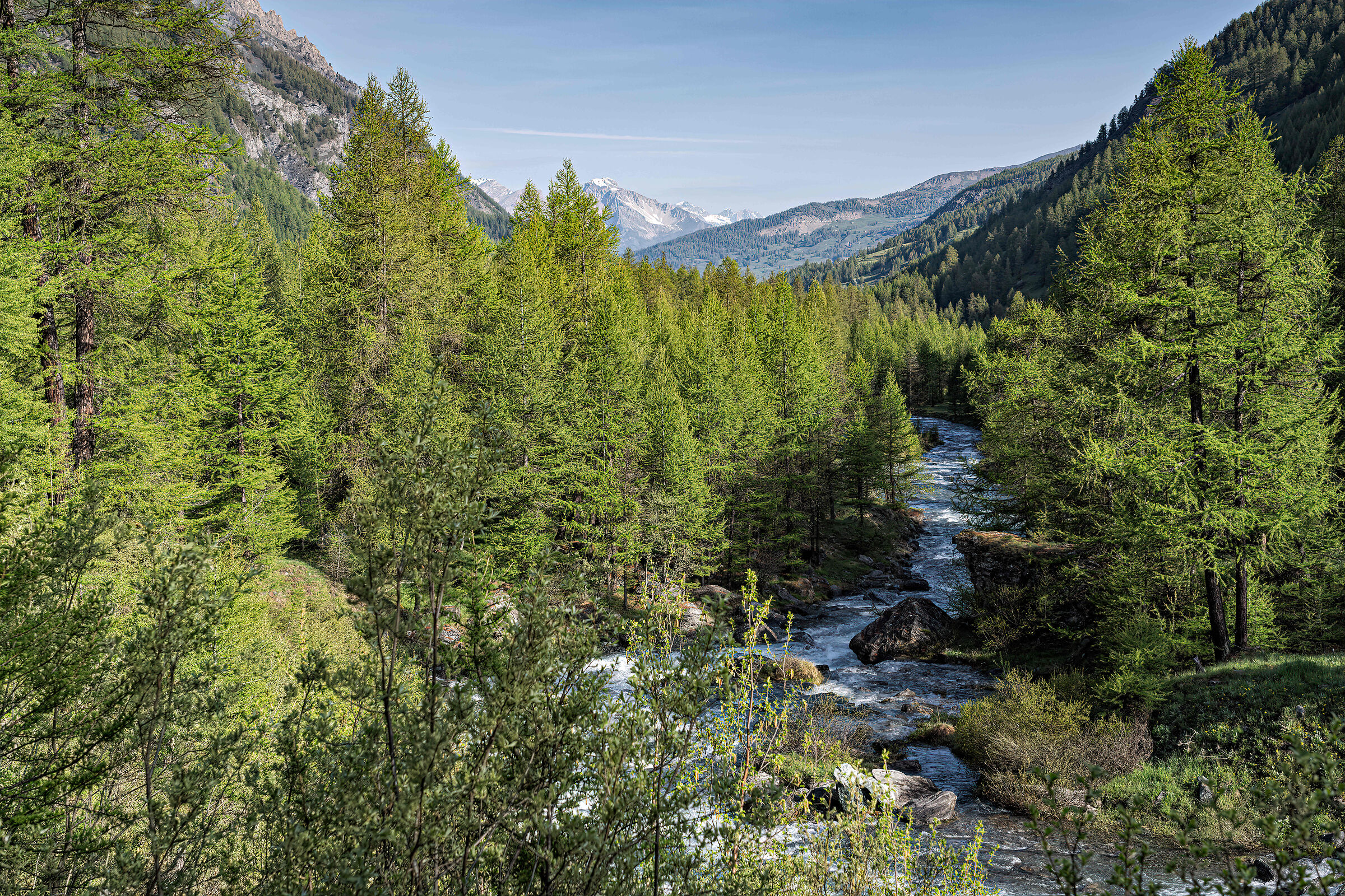 Boschi di Larici in alta Val Argentera