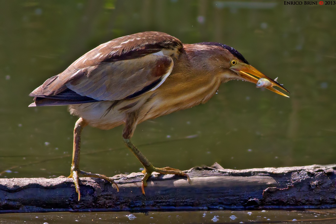 Tarabusino con preda