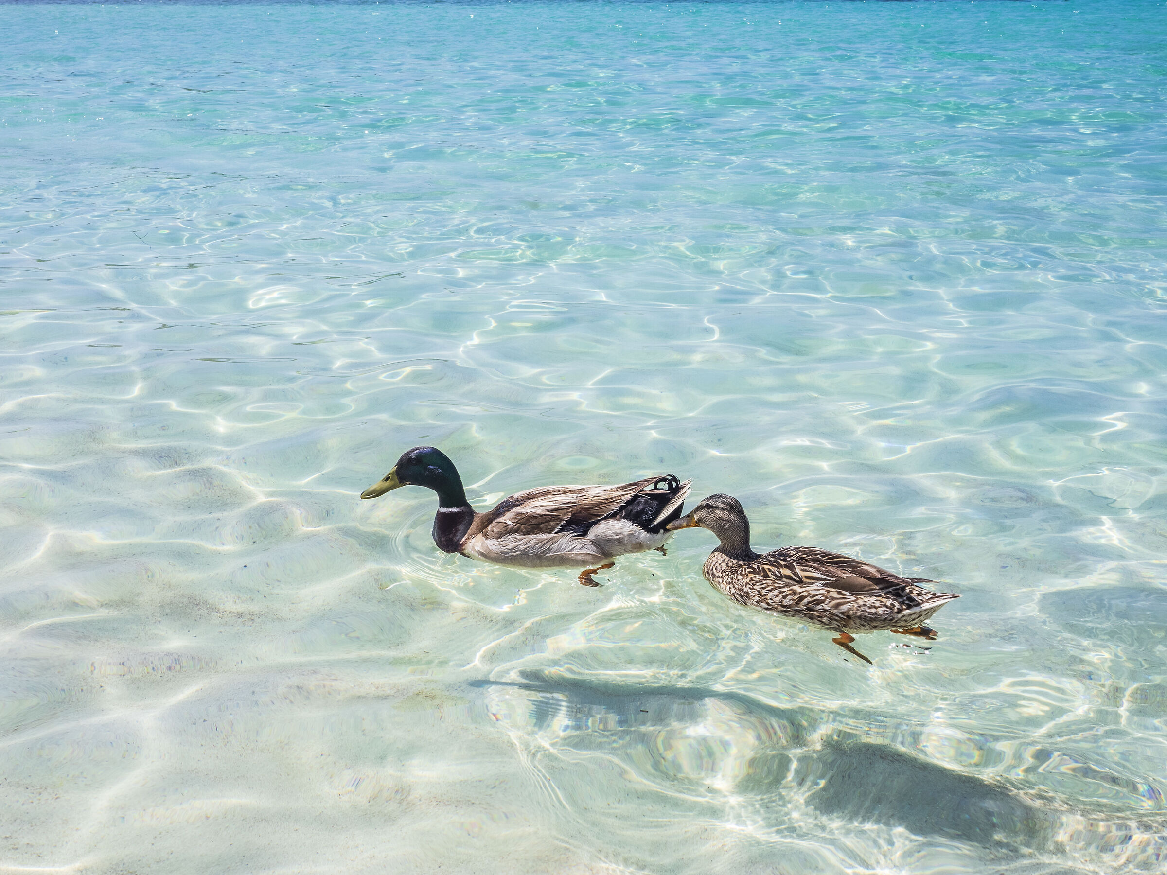 Il mare di Porto Cesareo