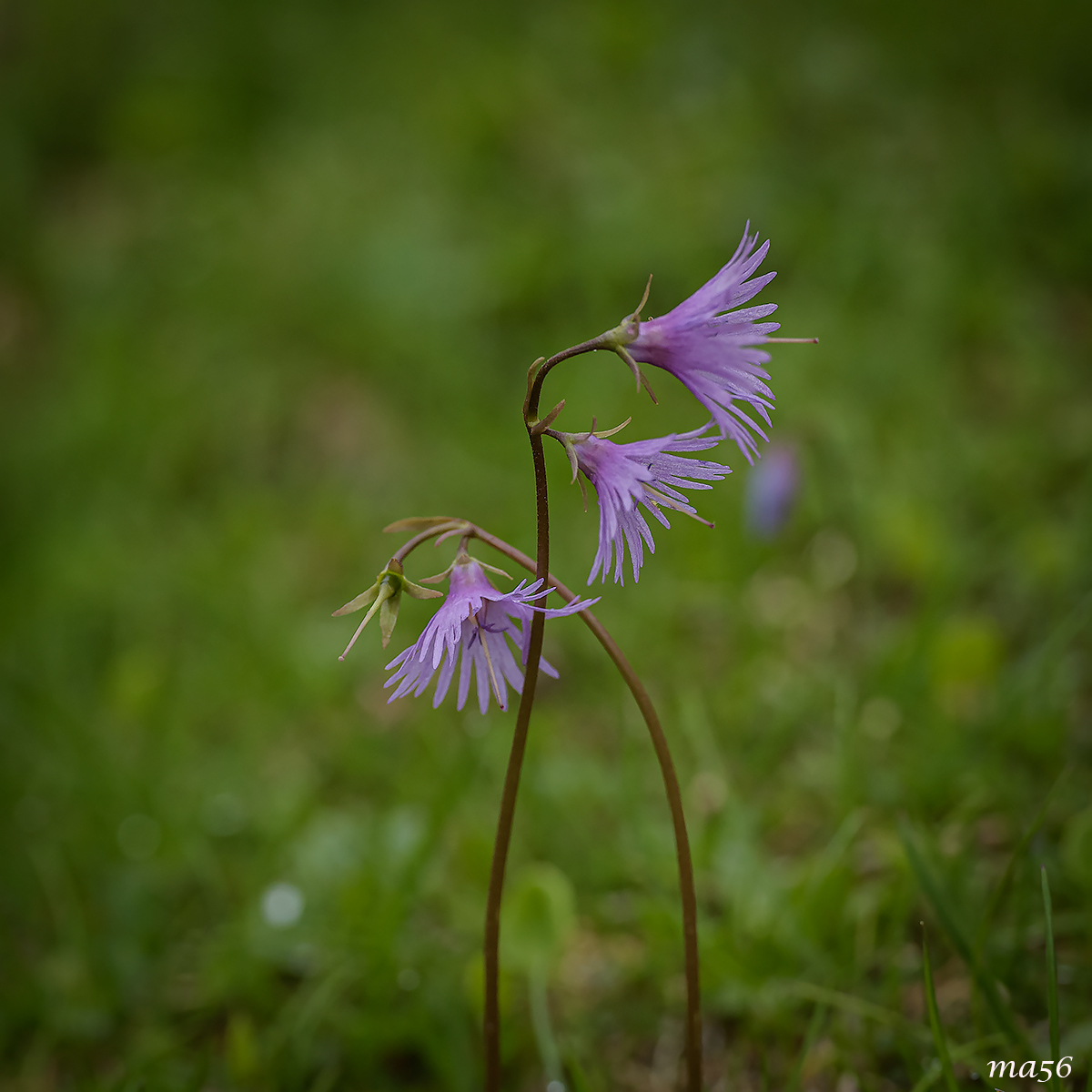 Alpine Soldanella