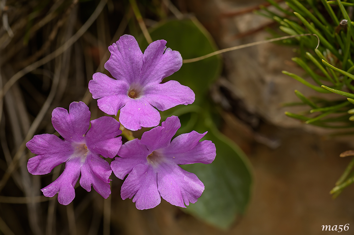 Primula spectabilis