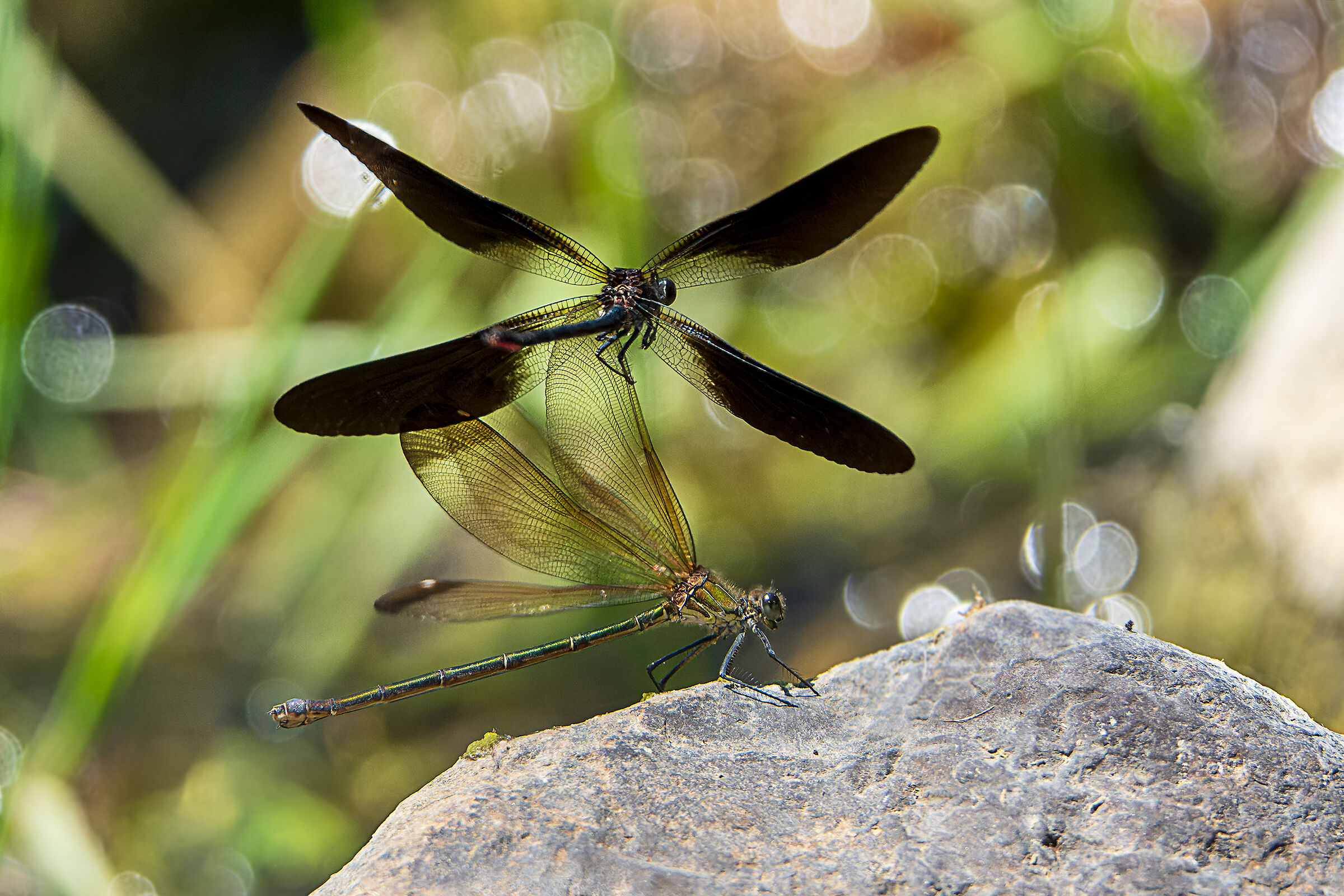 Calopteryx haemorroidalis - Courtship