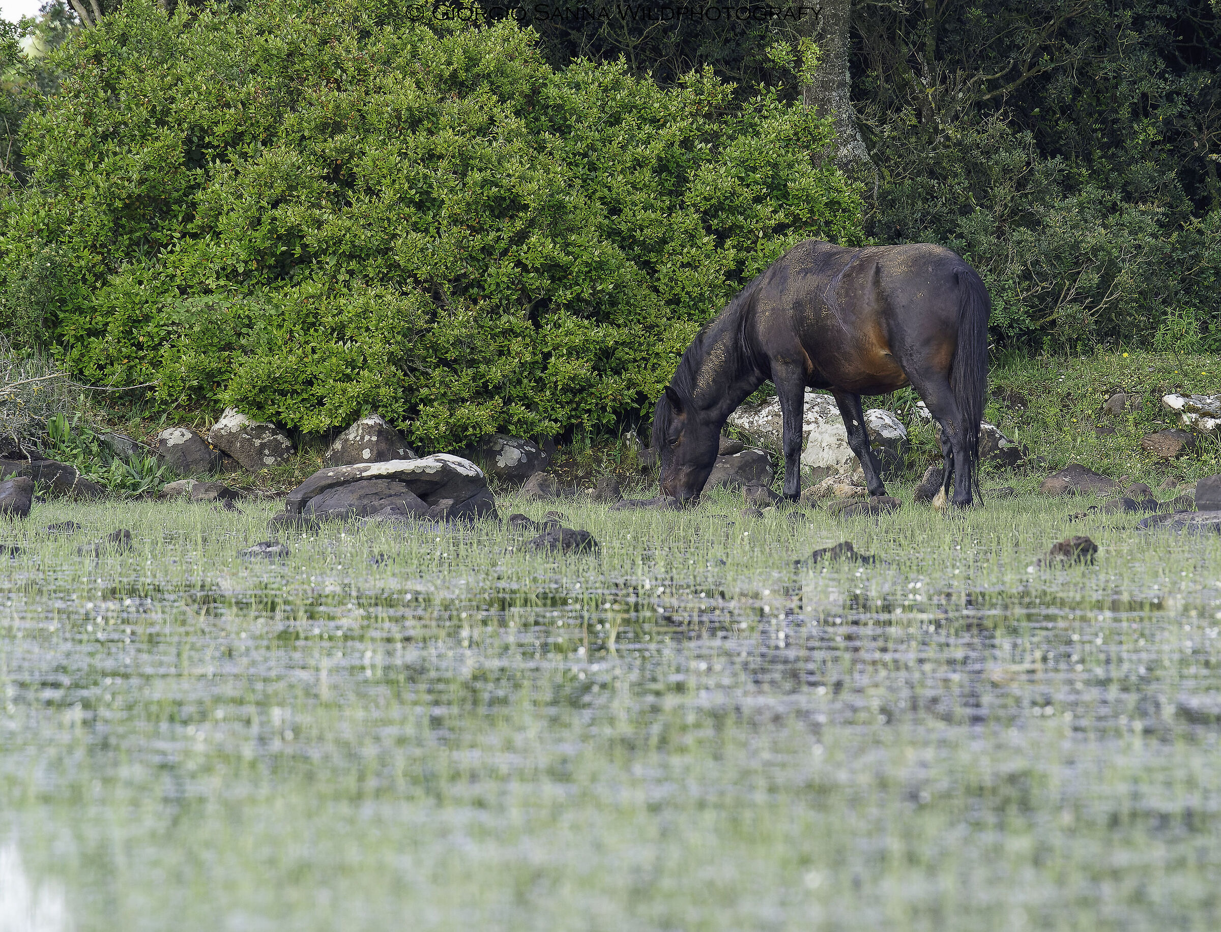 Equus ferus caballus