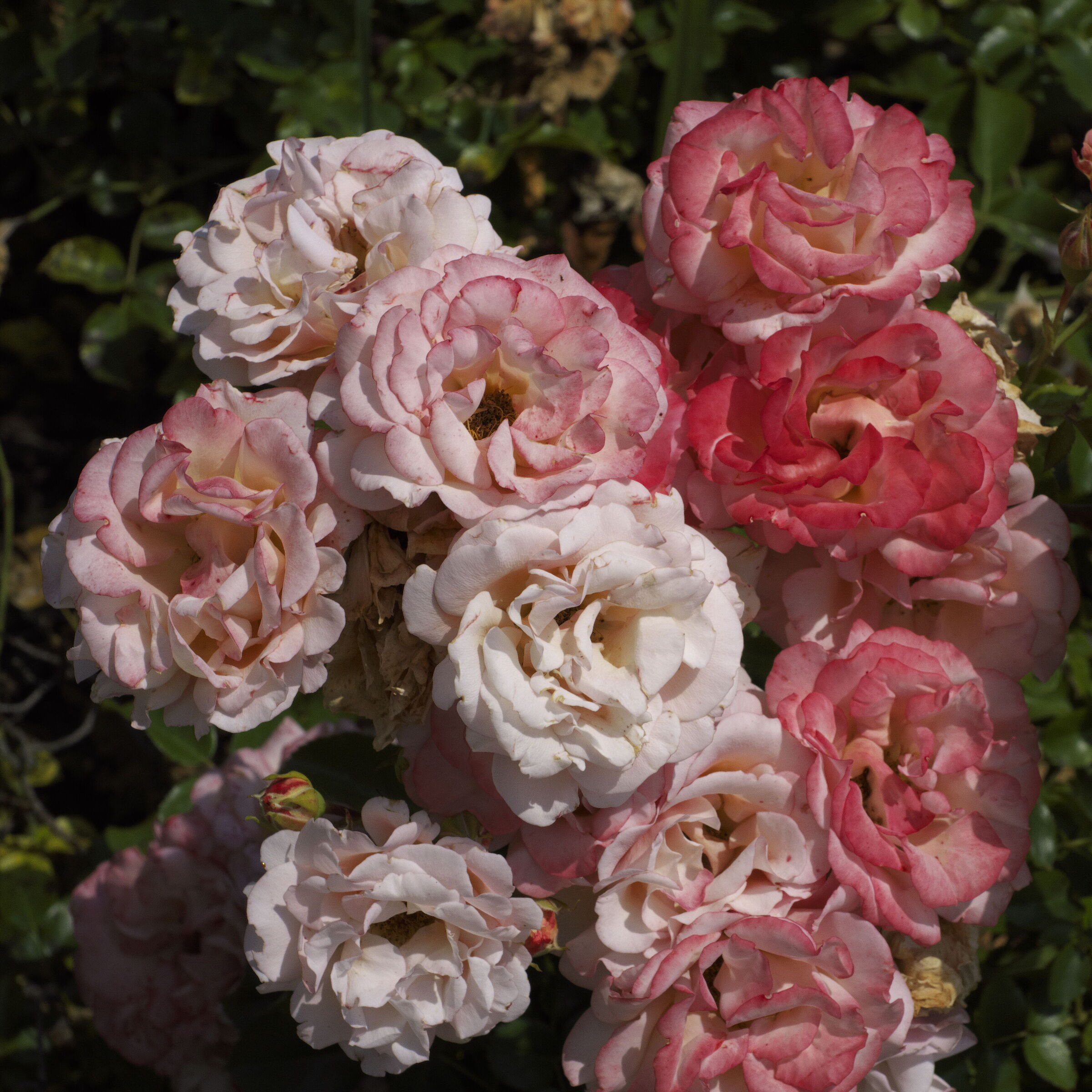 Rosa Luciae