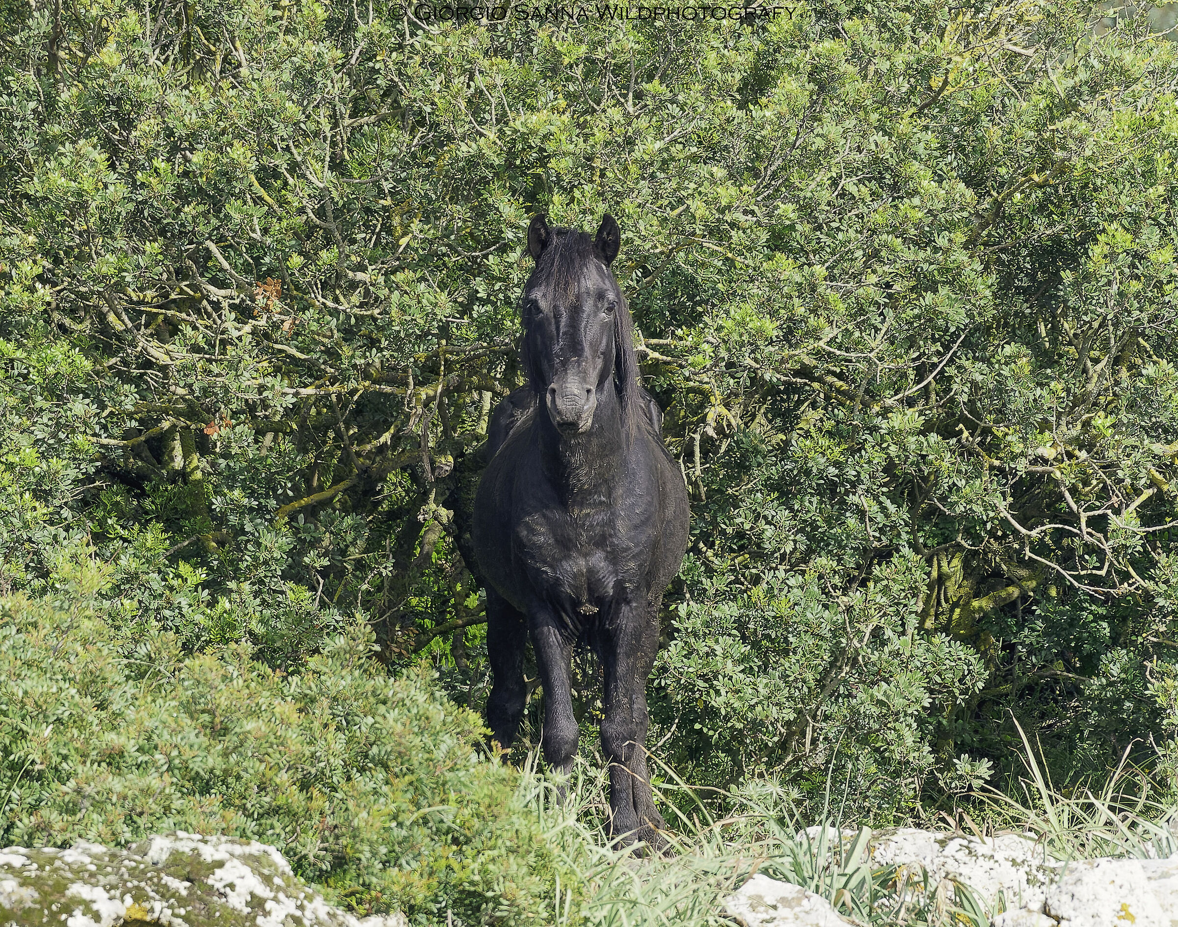 Equus ferus caballus Stallone