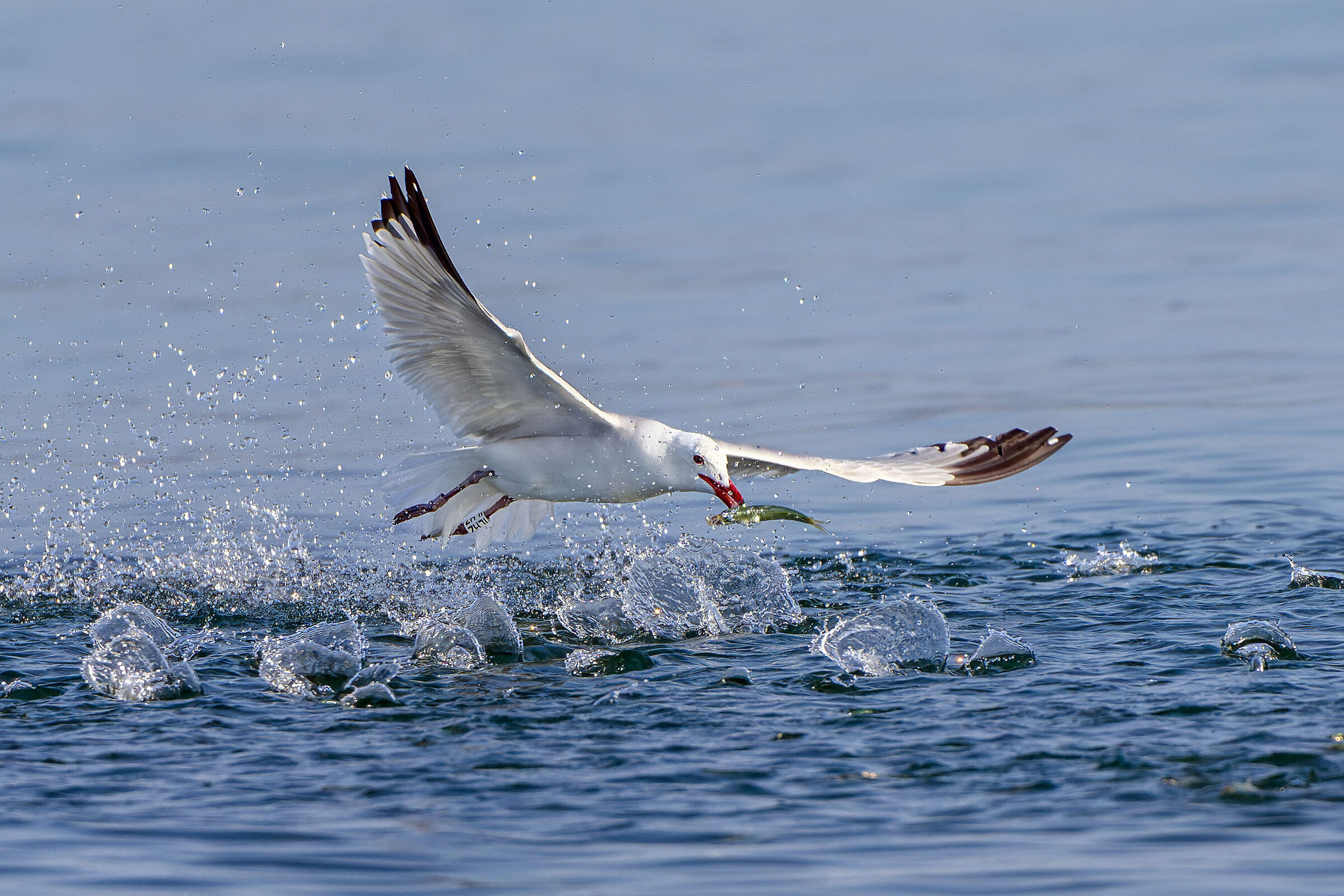 Corsican gull fishing 2)