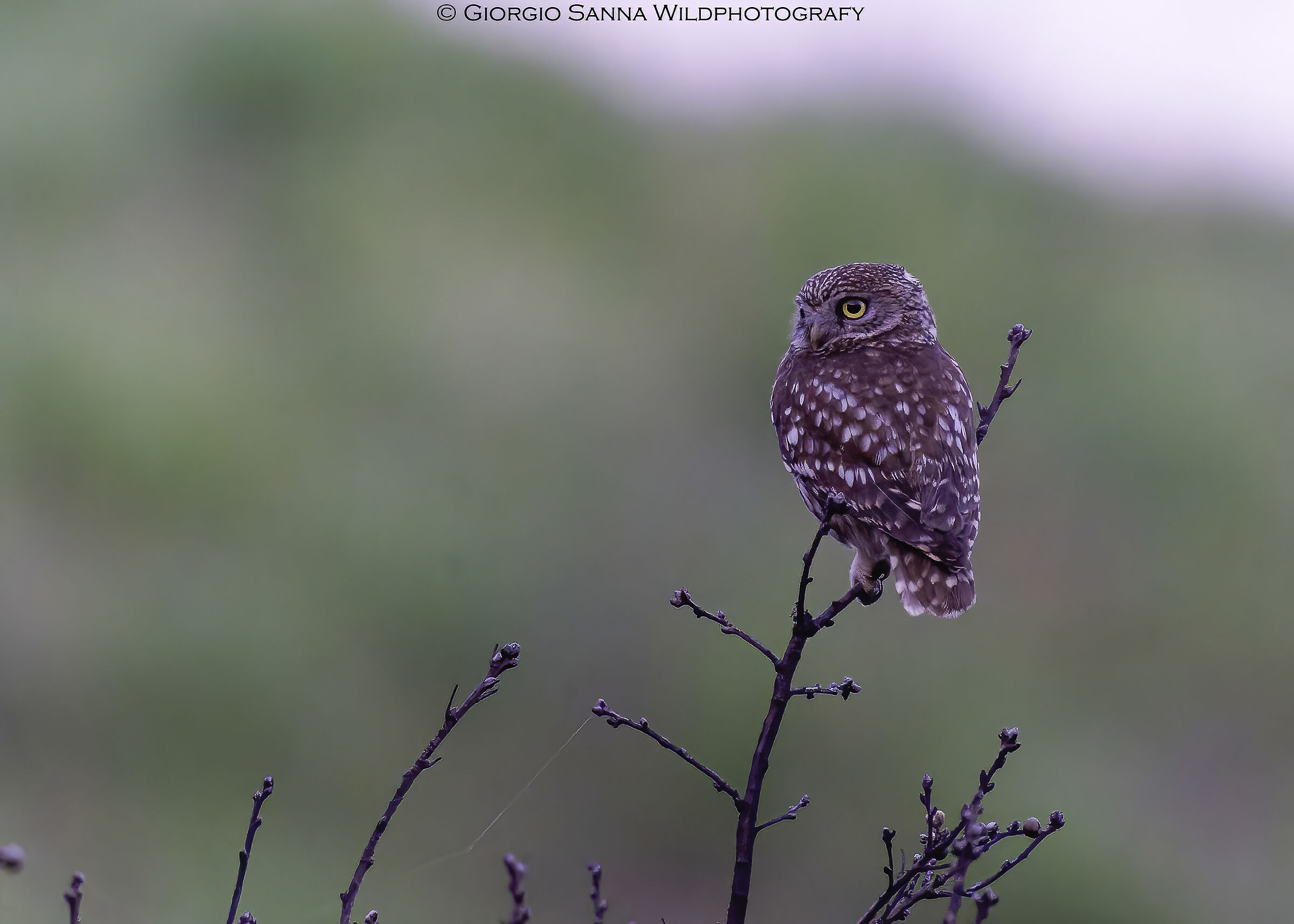 Athene noctua