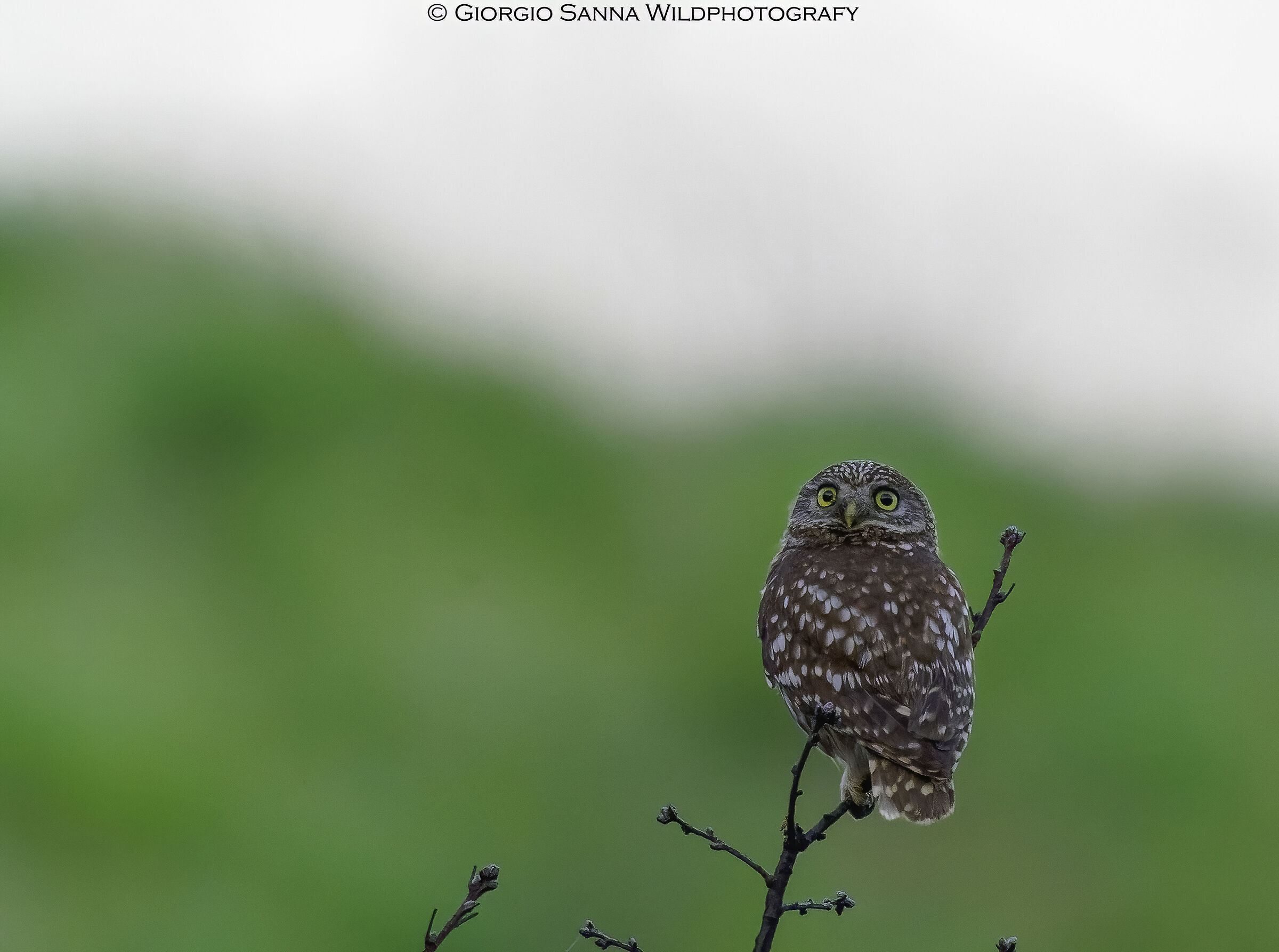 Athene noctua
