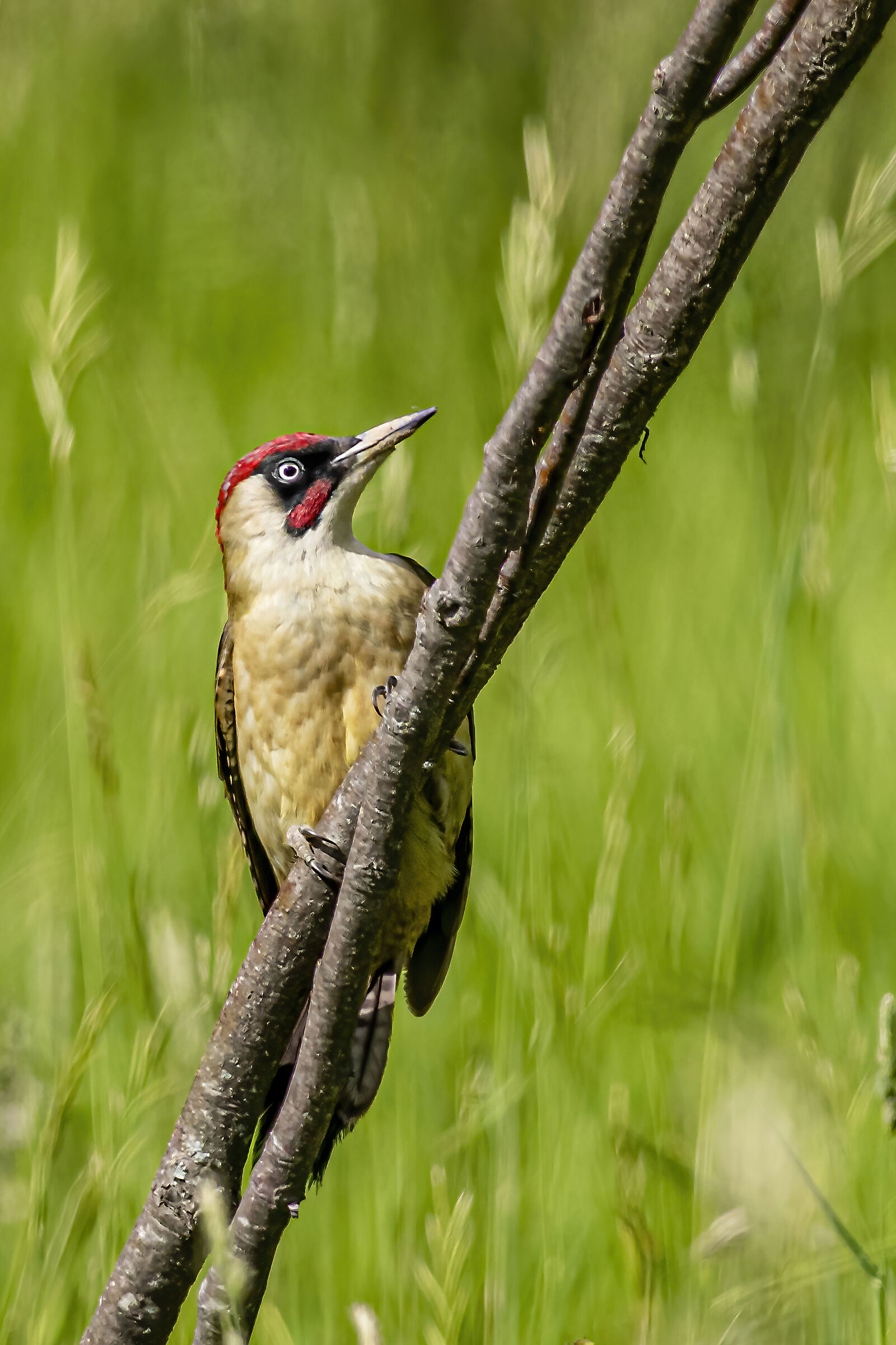 Picus Viridis
